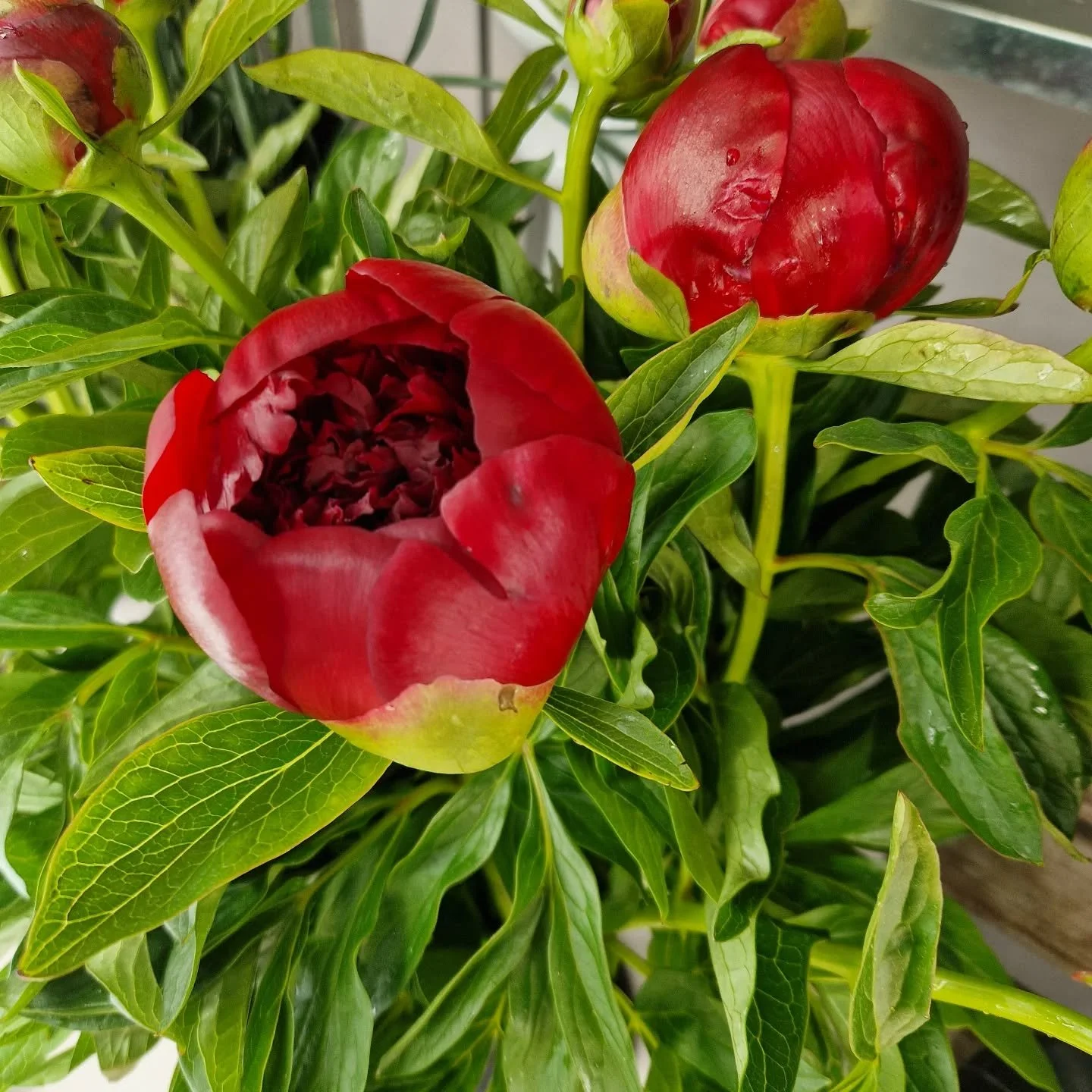 Denna vecka har vi riktigt fina djupr&ouml;da pioner i snittkylen. 

V&auml;lkommen!