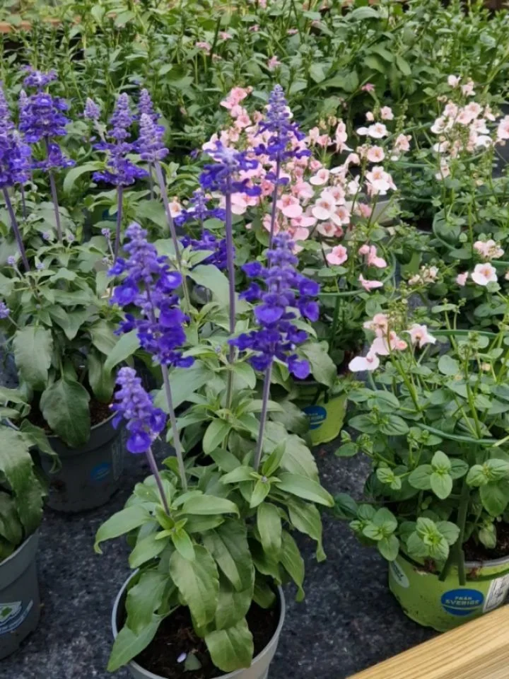 Planthuset &auml;r fyllt till bredden. 

Massor av blommor och andra v&auml;xter med dekorativa bladverk. 15 olika tomatsorter att v&auml;lja bland har vi ocks&aring;. S&aring; klart odlade av oss fr&aring;n fr&ouml; och i ekologisk jord. 

V&auml;lk