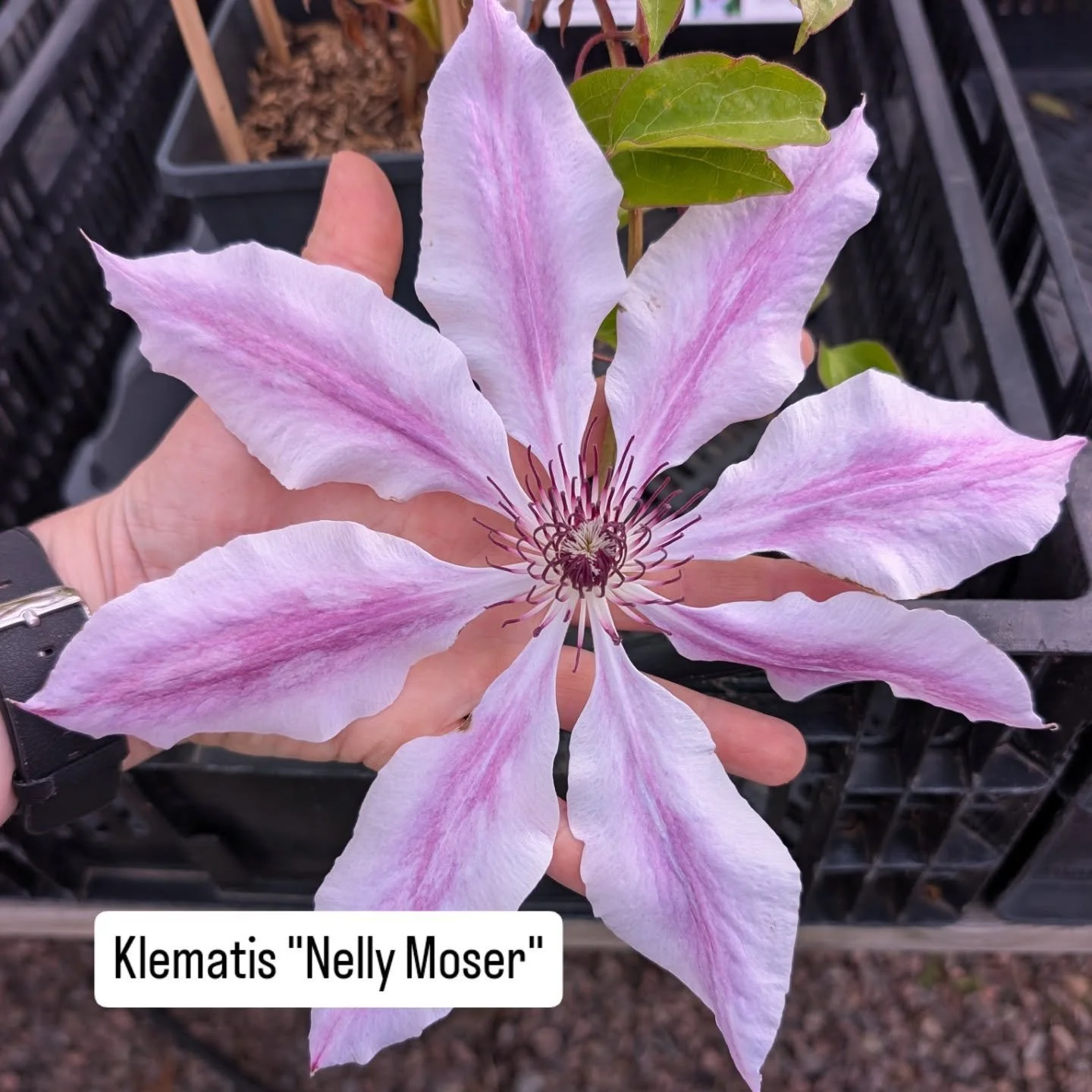 Bl&aring;-lila sk&ouml;nheter att njuta av b&aring;de inne och ute! Vad s&auml;gs om Klematis "Nelly Moser" som blommar med handflatestora blommar fr&aring;n Juli och l&aring;ngt in p&aring; h&ouml;sten om v&auml;dret till&aring;ter. Eller 