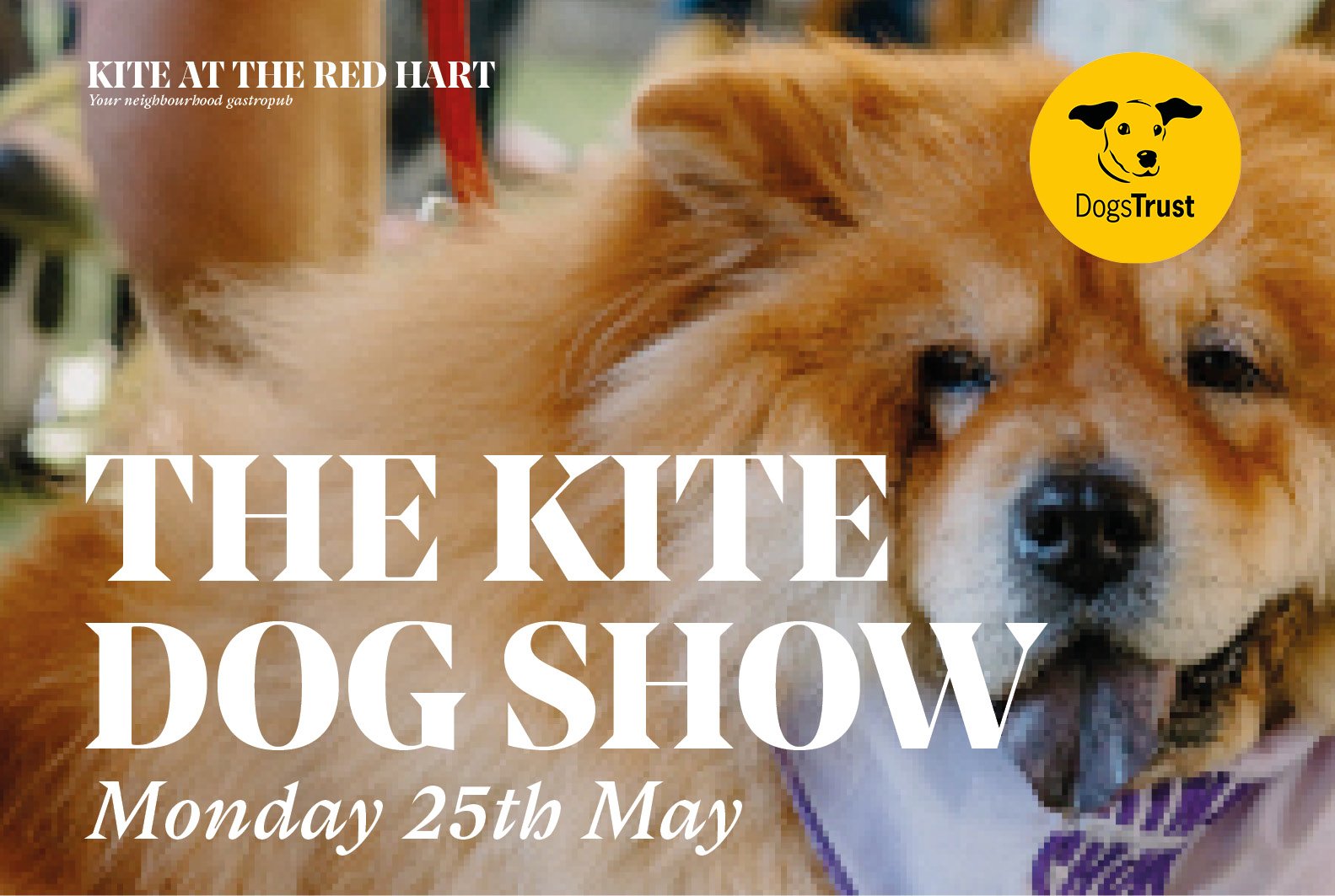 The Kite Dog Show