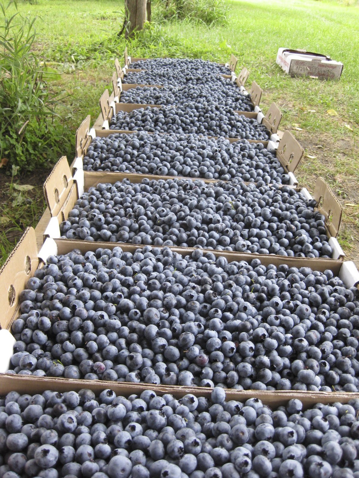 flats of blueberries.jpg