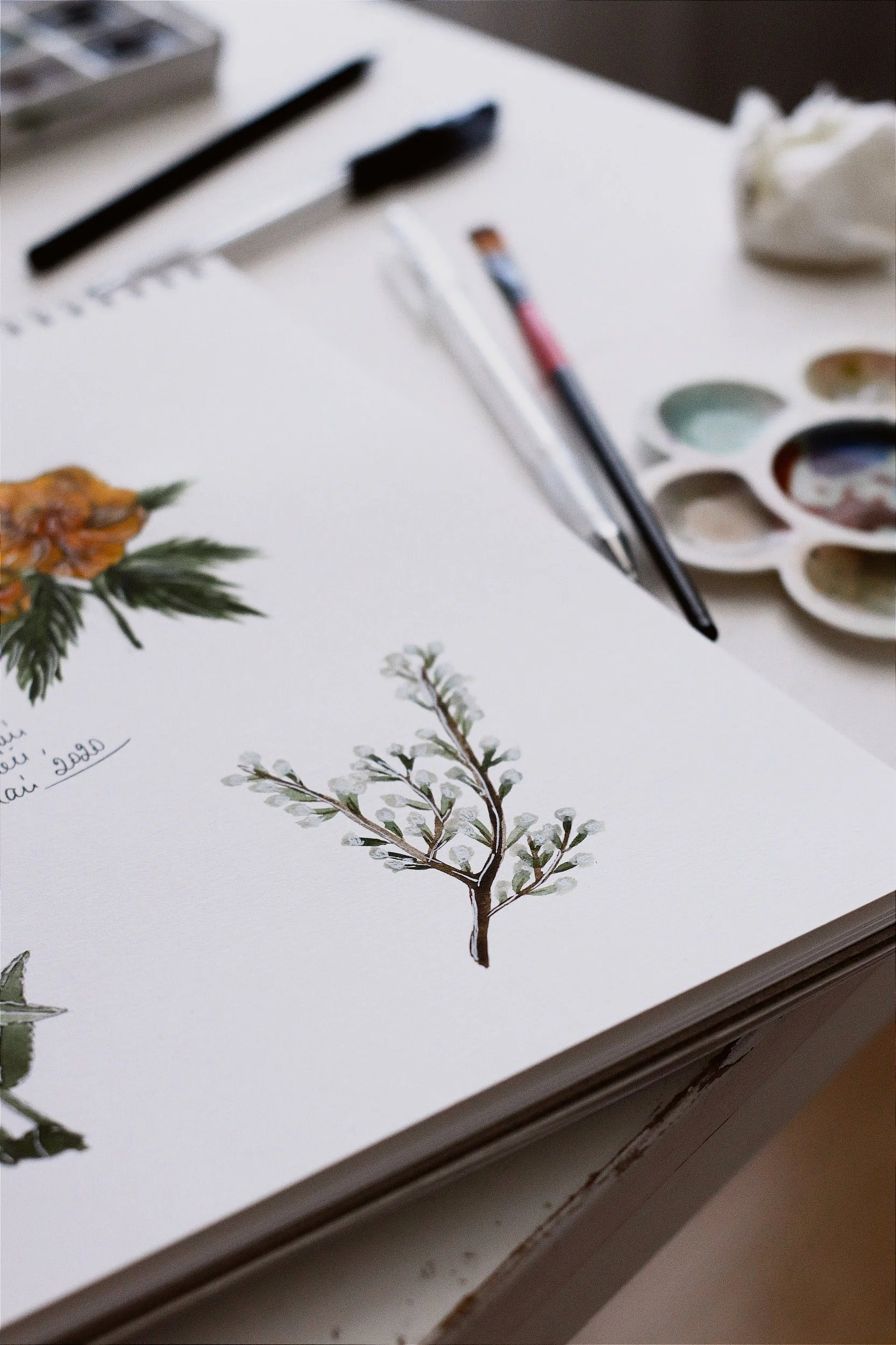 botanical illustration on sketch pad