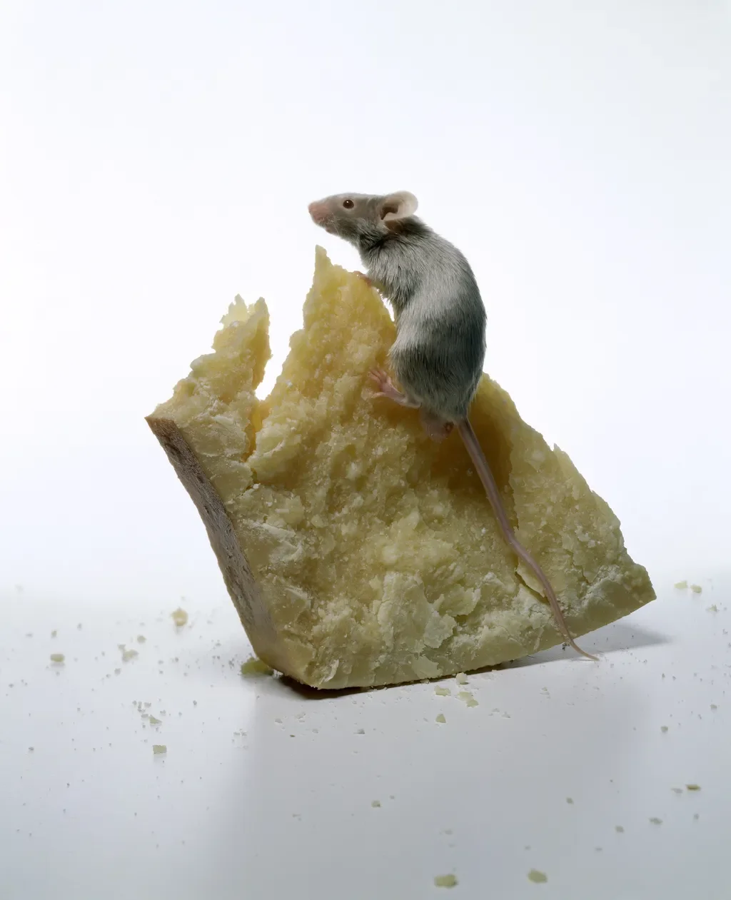 8-irving-penn-food.jpg.webp