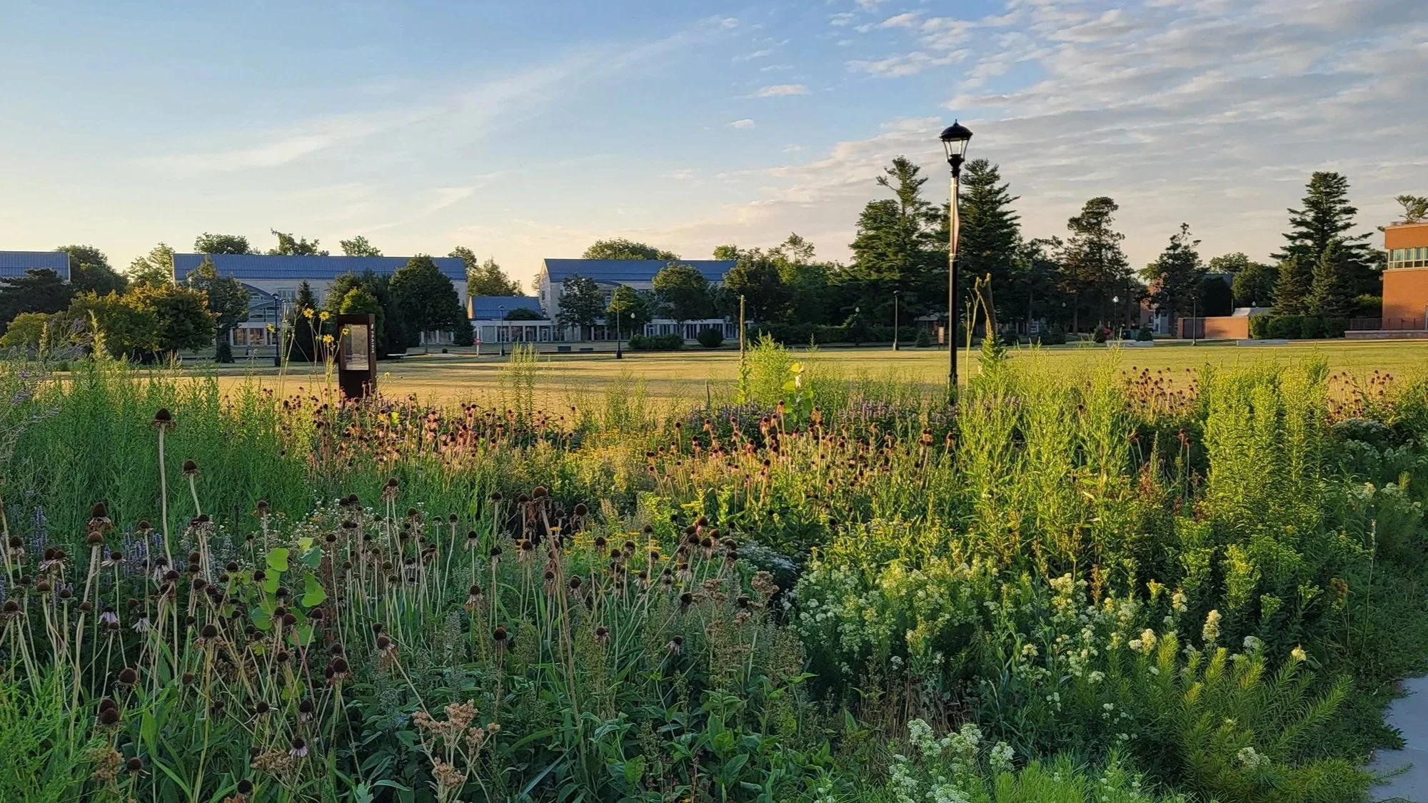 Harris Prairie at Mac Field | Grinnell College