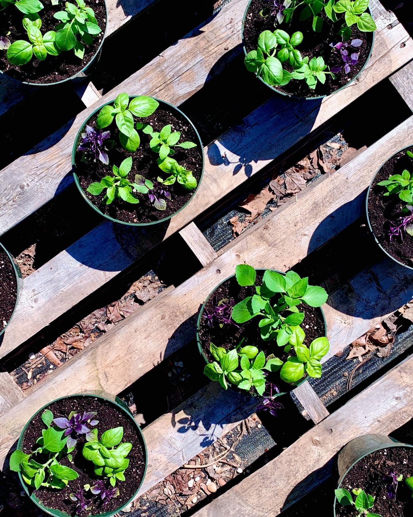 Just finished potting up some baby basil plants&mdash;sweet basil, purple basil, and tulsi or holy basil.🪴 Soon, these 8 inch pots will be full and leafy and ready for market!

#nclocal #ncagriculture #gottobenc #ncfoodfinds #farmersmarket #farmersm