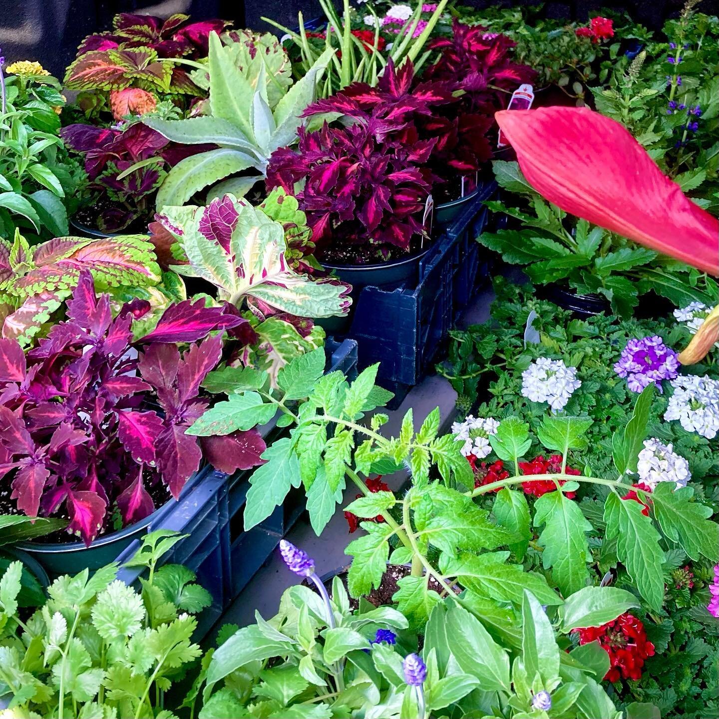 Here&rsquo;s a sneak peak at some of the goodies we are bringing to @moorecountyfarmersmarket in Southern Pines tomorrow! 🌺🪴🌼

Want to know the names of the plants in these photos? Just ask us in the comments! (or feel free to show off your flower