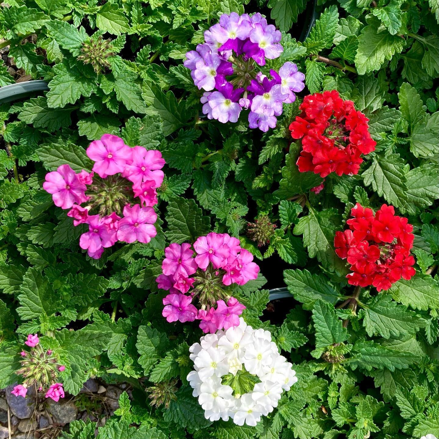 We&rsquo;re loading up for Fearrington market&mdash;look what we&rsquo;re bringing! In order of slides:

a variety of verbena! a lot of lovely lantana! and a selection of salvia, both purple and red! 

Plus, all our other classic offerings and season