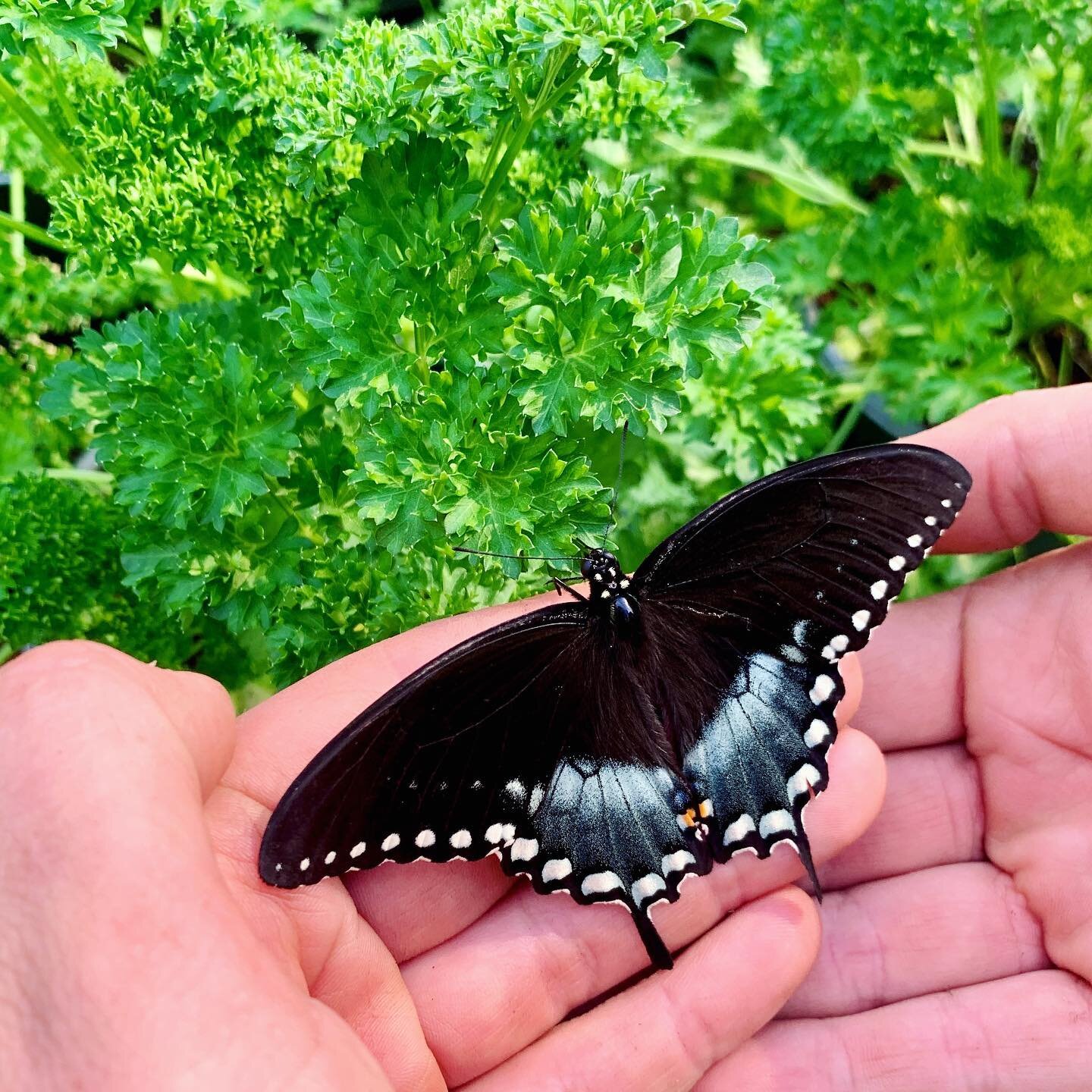 Don&rsquo;t like parsley? That&rsquo;s okay&mdash;swallowtail butterflies do! 🦋🌿

Swallowtails love herbs like dill, parsley, and sweet fennel. They&rsquo;re attracted by these aromatic plants as places to lay their eggs and to provide food for bab