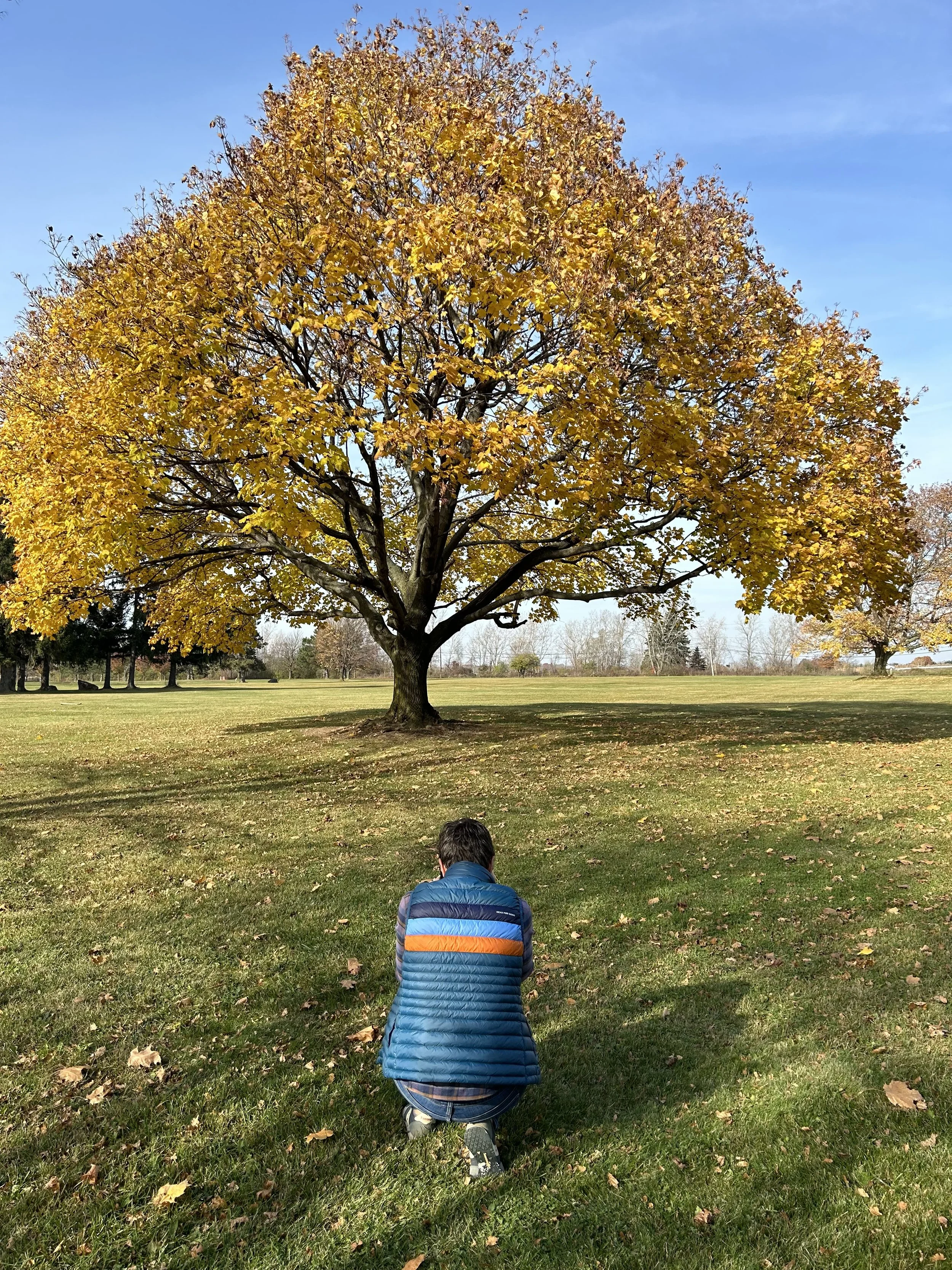 Beth Orr photographing a tree with yellow leaves