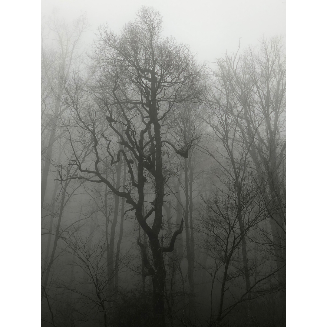 Leafless trees in the woods on a foggy afternoon