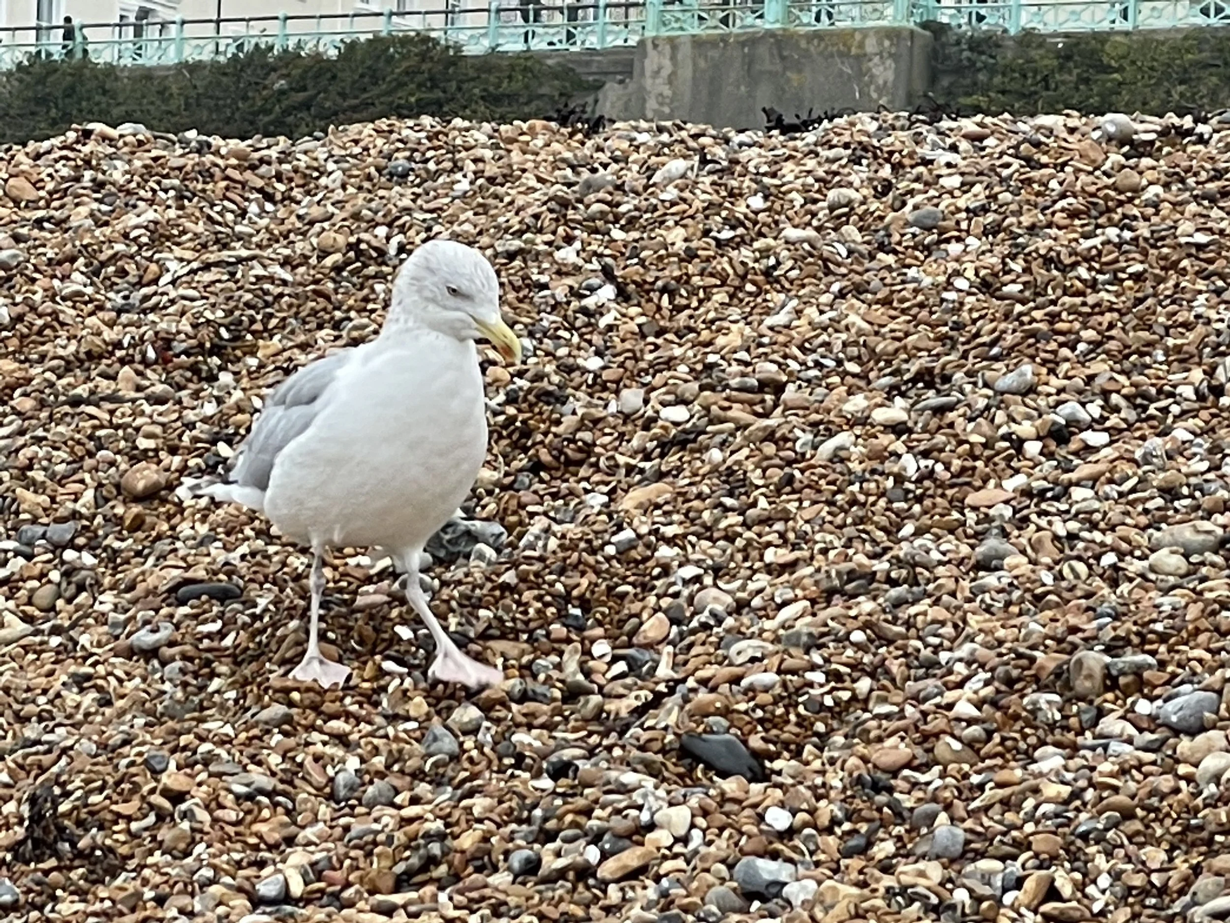 From Brighton’s Naturist Beach to BGHS