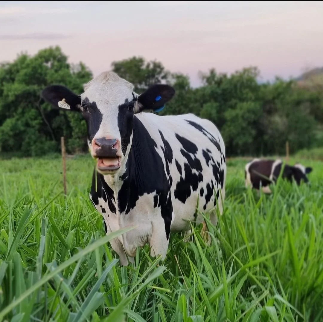Vaca no pasto na Fazenda Zé Pequeno
