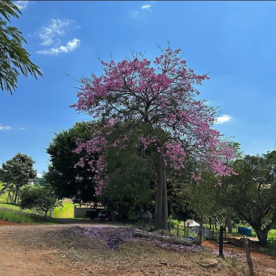 Linda árvore na entrada da Rocca doce de Leite