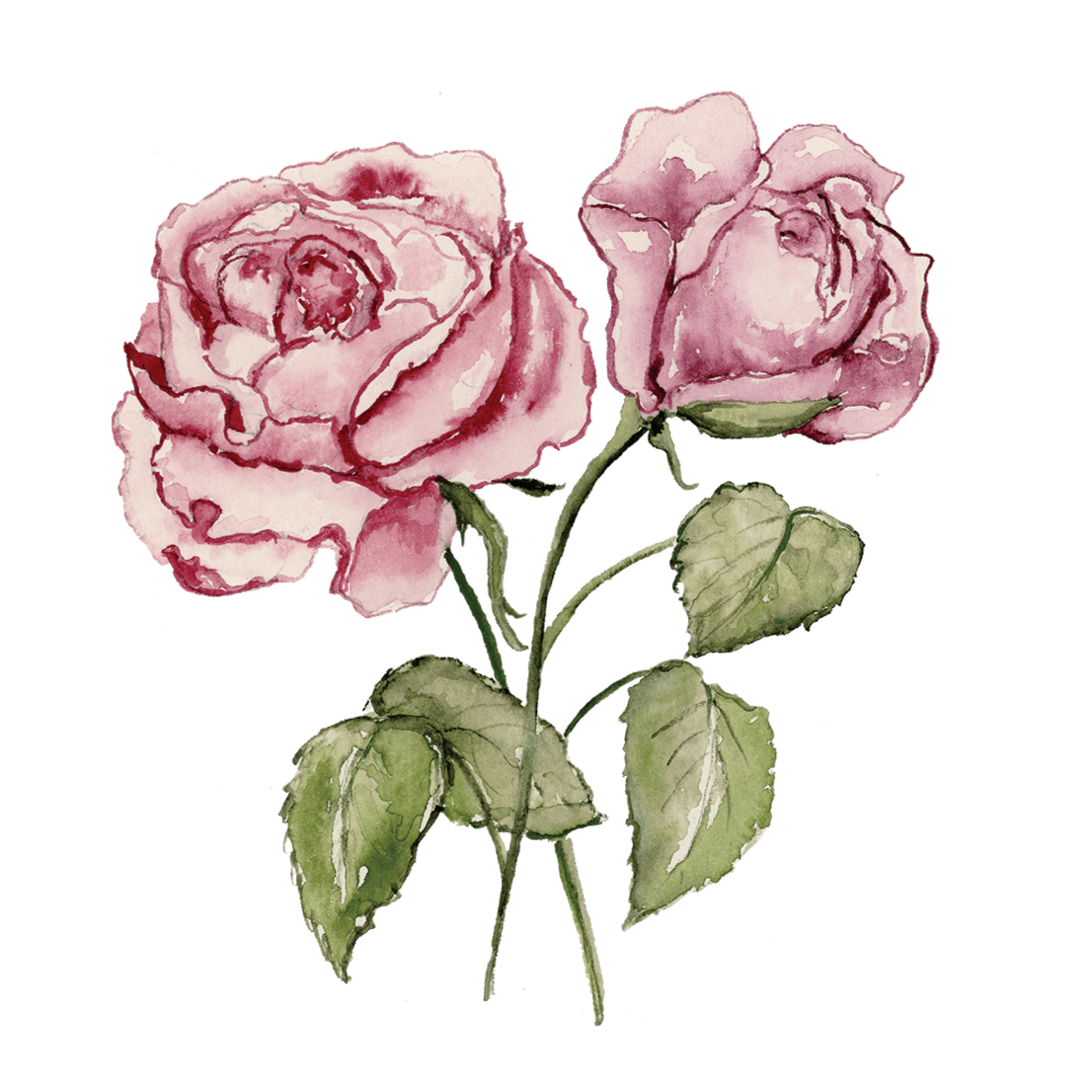 Watercolor illustration of two pink roses with green leaves on black background.