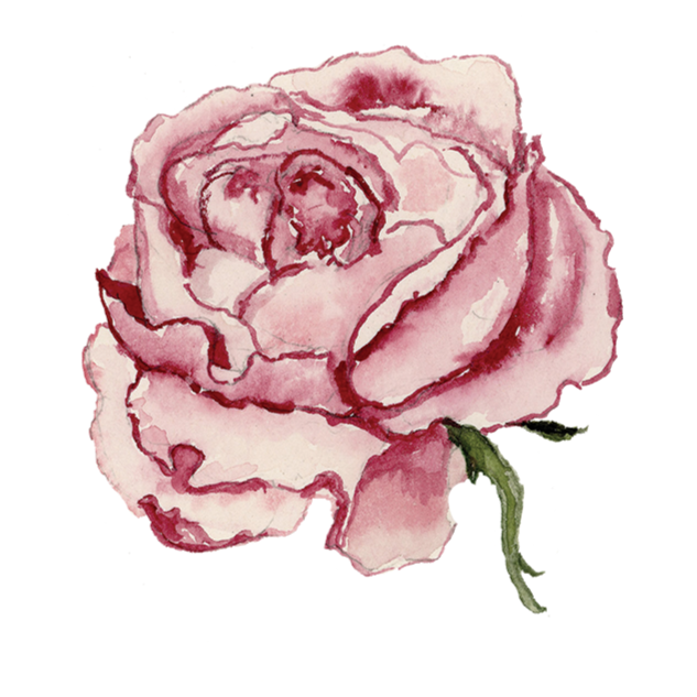 Watercolor painting of a pink rose with green stem