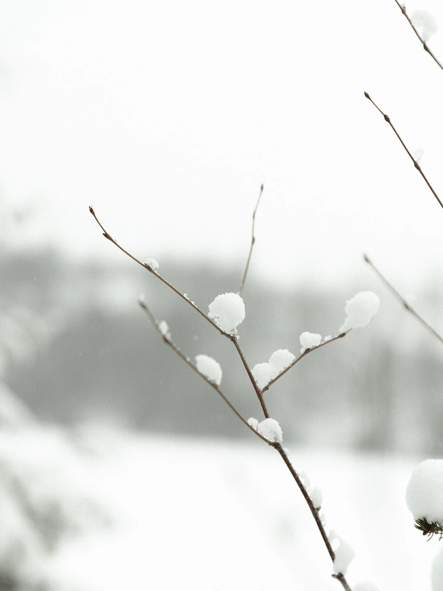 First of November ✨ already dreaming in white &amp; the snowy stillness of winter adventures