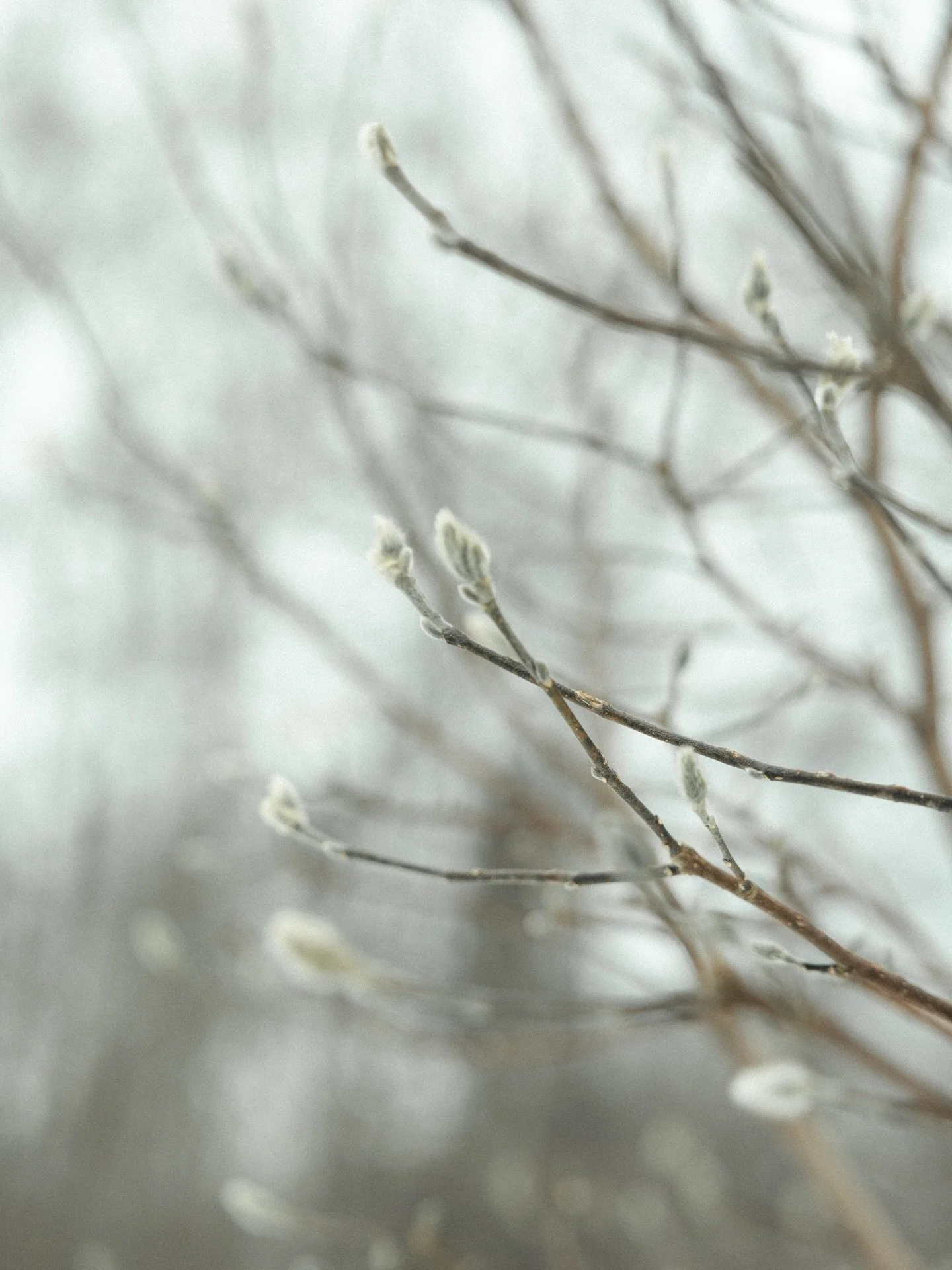 Entre deux saisons &agrave; la maison 🎞️

Les bourgeons qui apparaissent tranquillement, et ici on savoure ces jours tout en douceur o&ugrave; le temps semble ralentir et l&rsquo;amour grandir &agrave; chaque chaque chaque minute 🤎