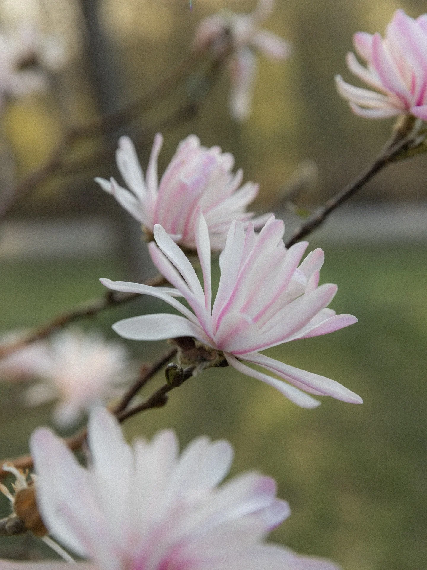 premier jour du printemps avec lui dans nos vies 💛🌻

#spring #springseason
