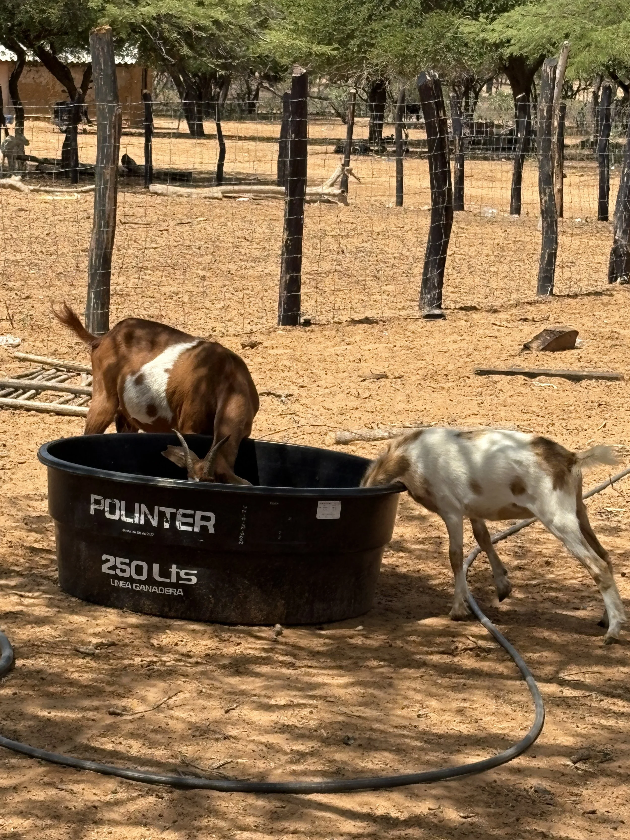 ¿Y quién habla del desierto en la COP 30 en Brasil?