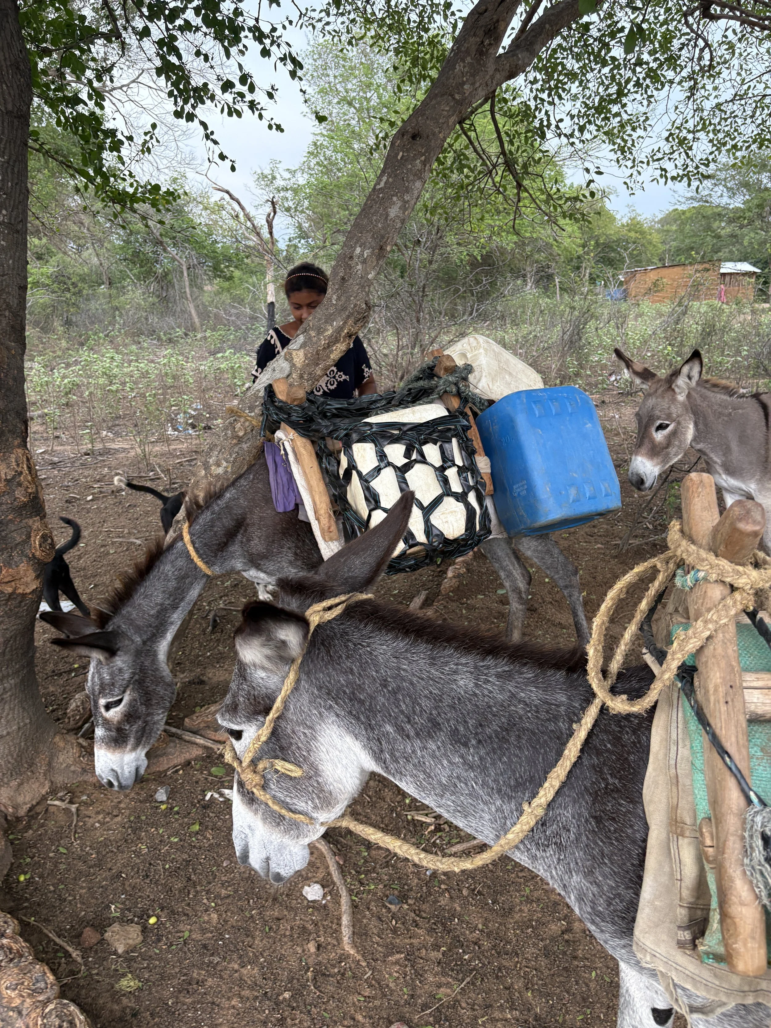 La sed y el hambre siguen entre los wayuu