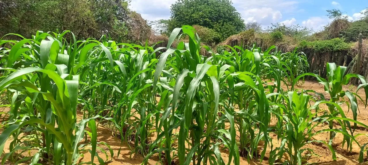 WhatsApp Image 2025-11-20 at 10.04.18 AM (4) (1).jpeg