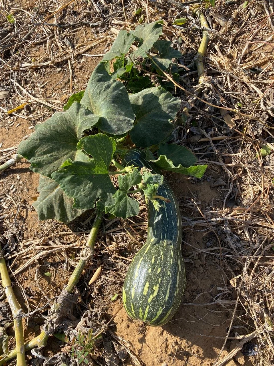 WhatsApp Image 2025-11-20 at 10.00.19 AM.jpeg