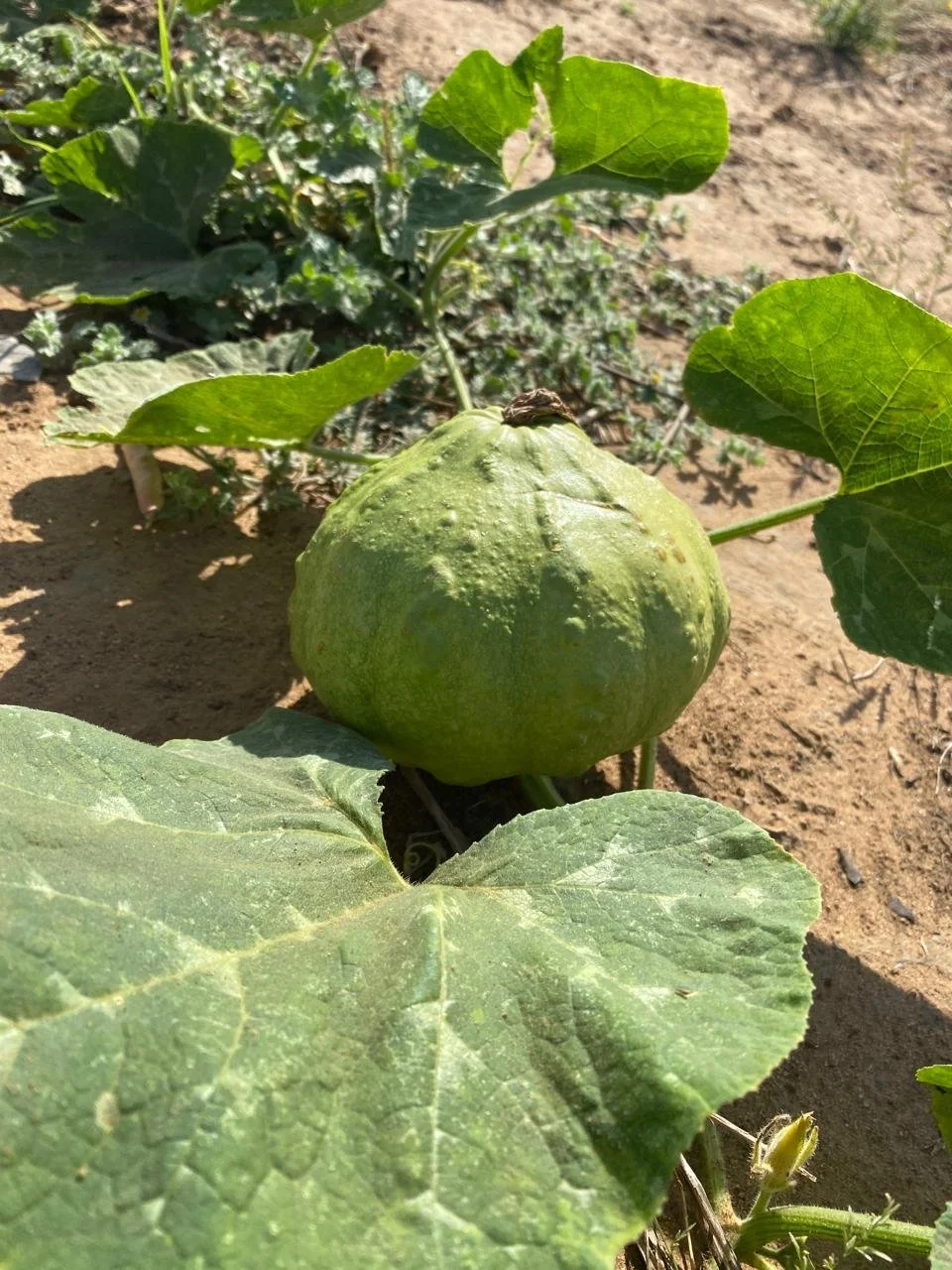 WhatsApp Image 2025-11-20 at 9.49.45 AM.jpeg