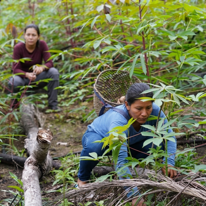 El Jardín Monumental: Las Semillas de la Selva Amazónica, Identidad y el Mayor Huerto de la Humanidad