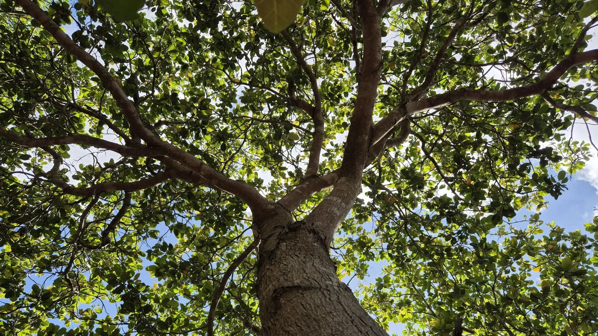 El día en que celebramos a quienes nos están salvando