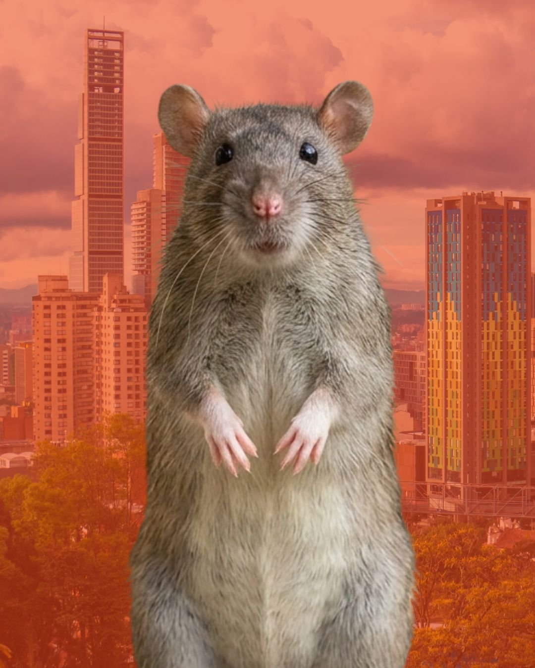 Hantavirus: la advertencia de un territorio desequilibrado