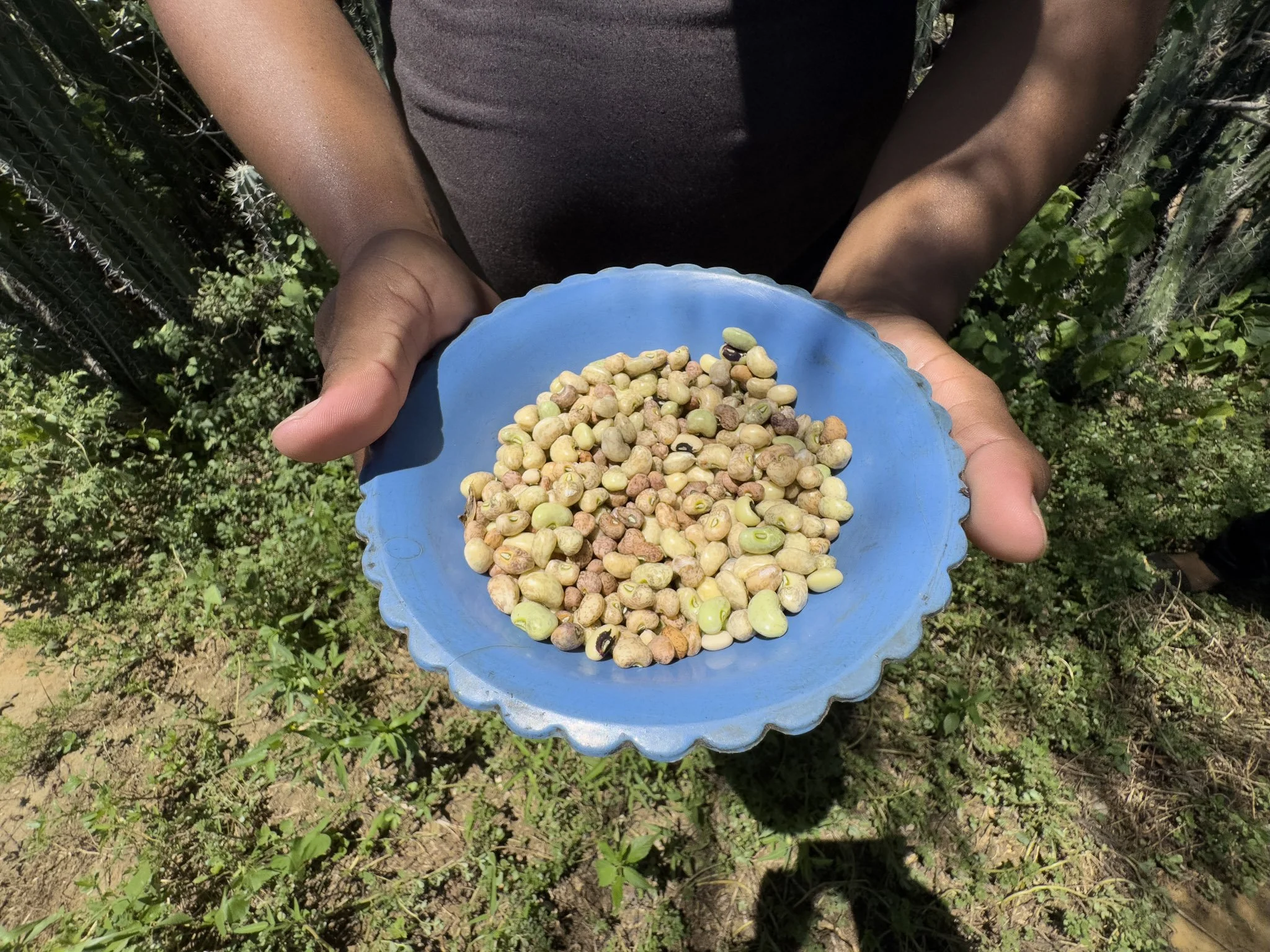 Persona sosteniendo un plato azul con semillas de frijol en un entorno exterior con plantas y cactus.