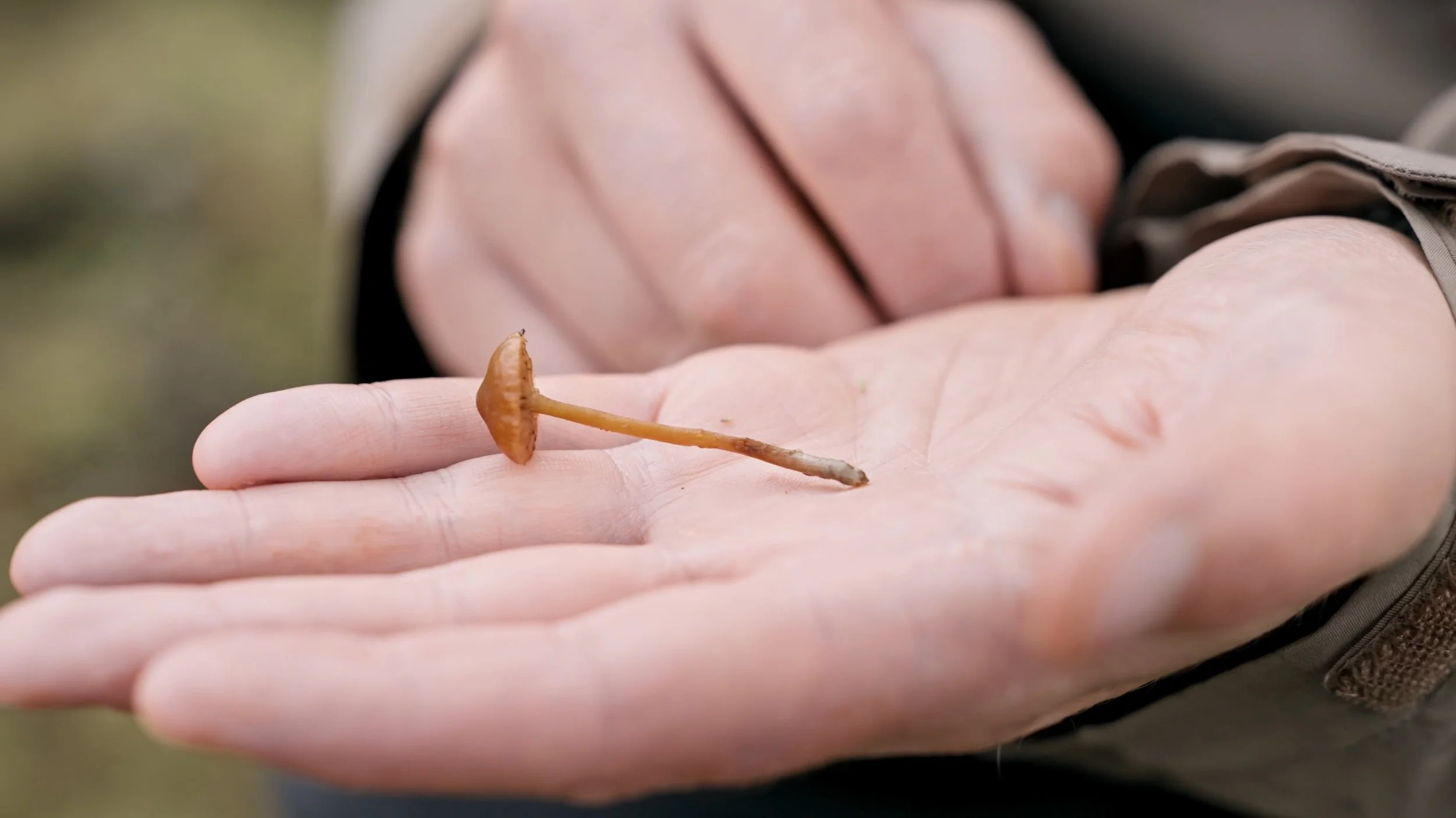 Olfaction - Simon Daniel Tegnander Wenzel