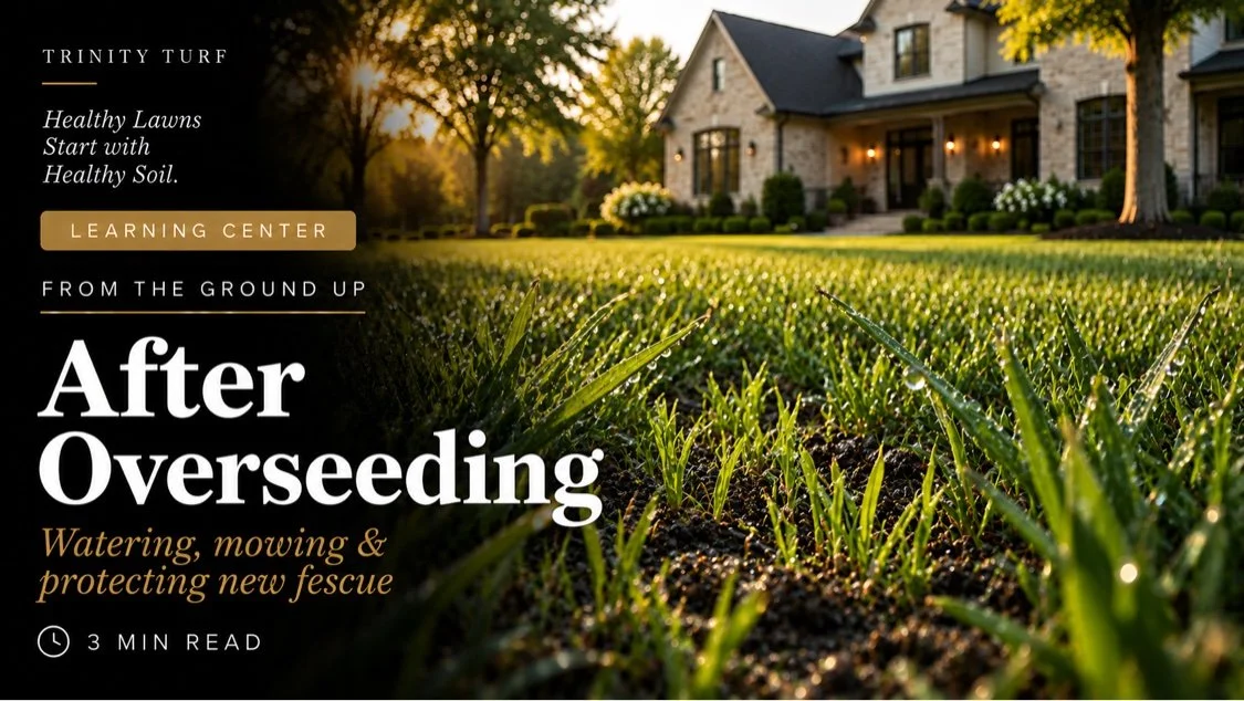 How to Care for Tall Fescue After Overseeding