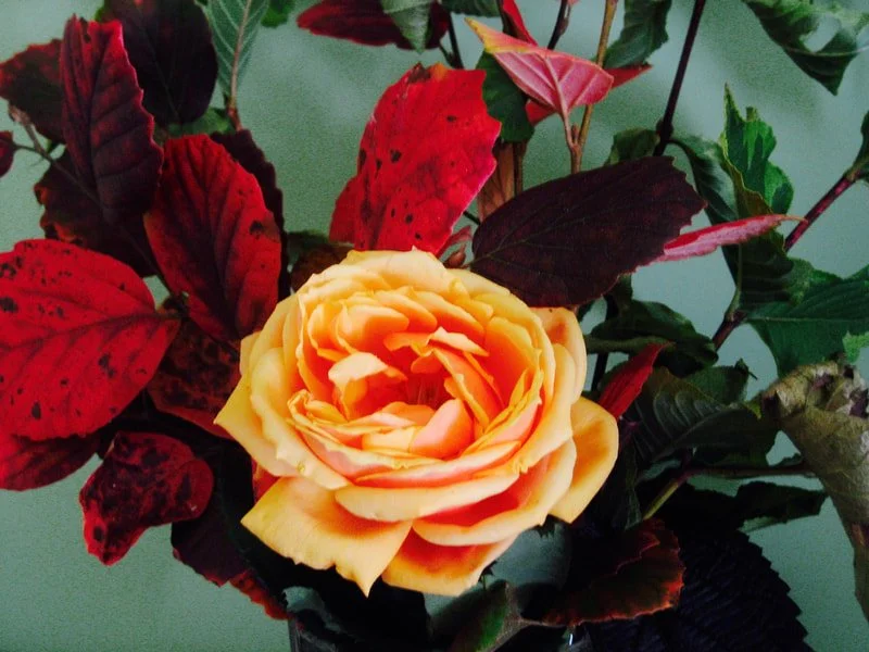 l-a-flowre-arrangement_1.jpg