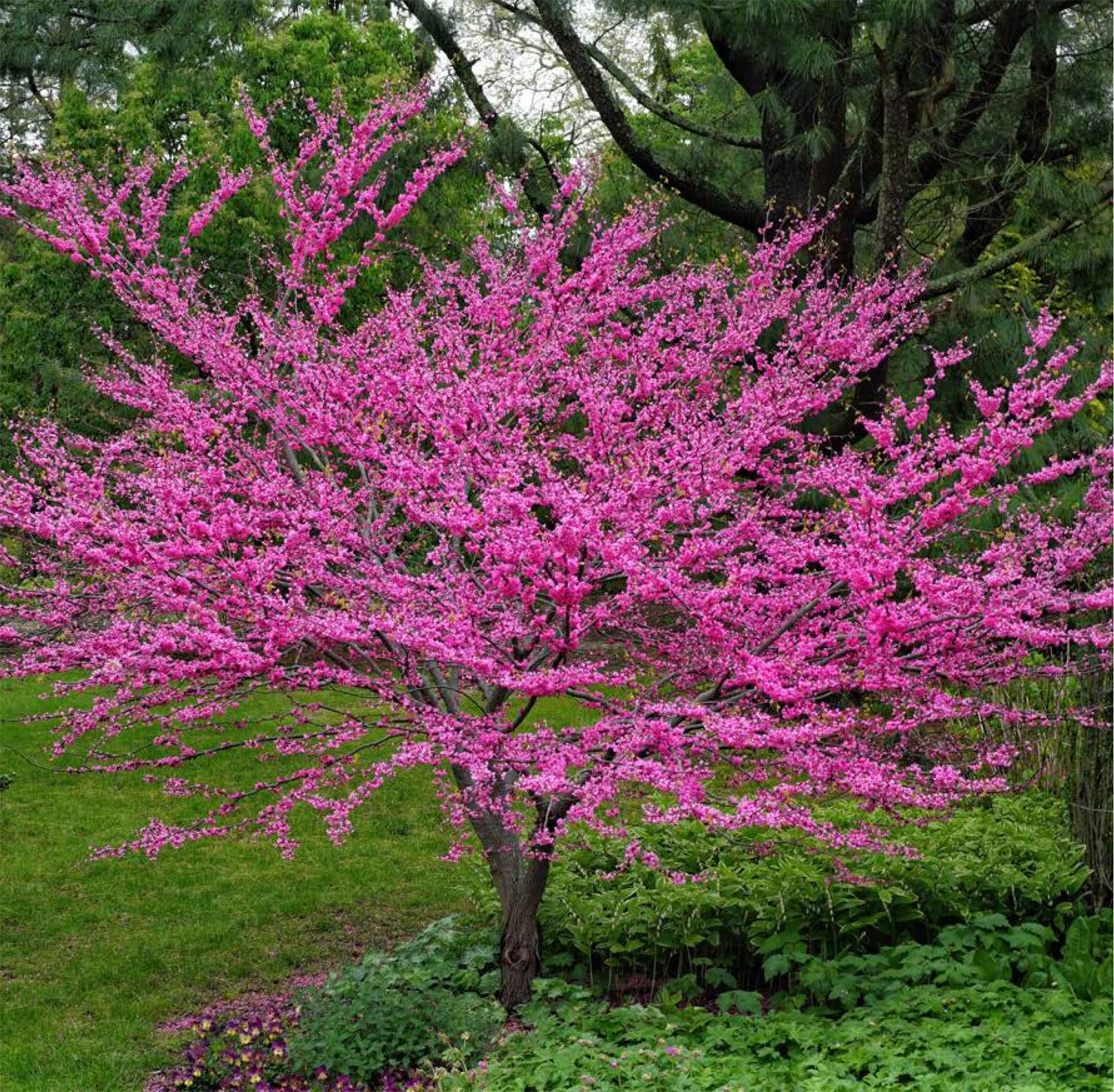REDBUD