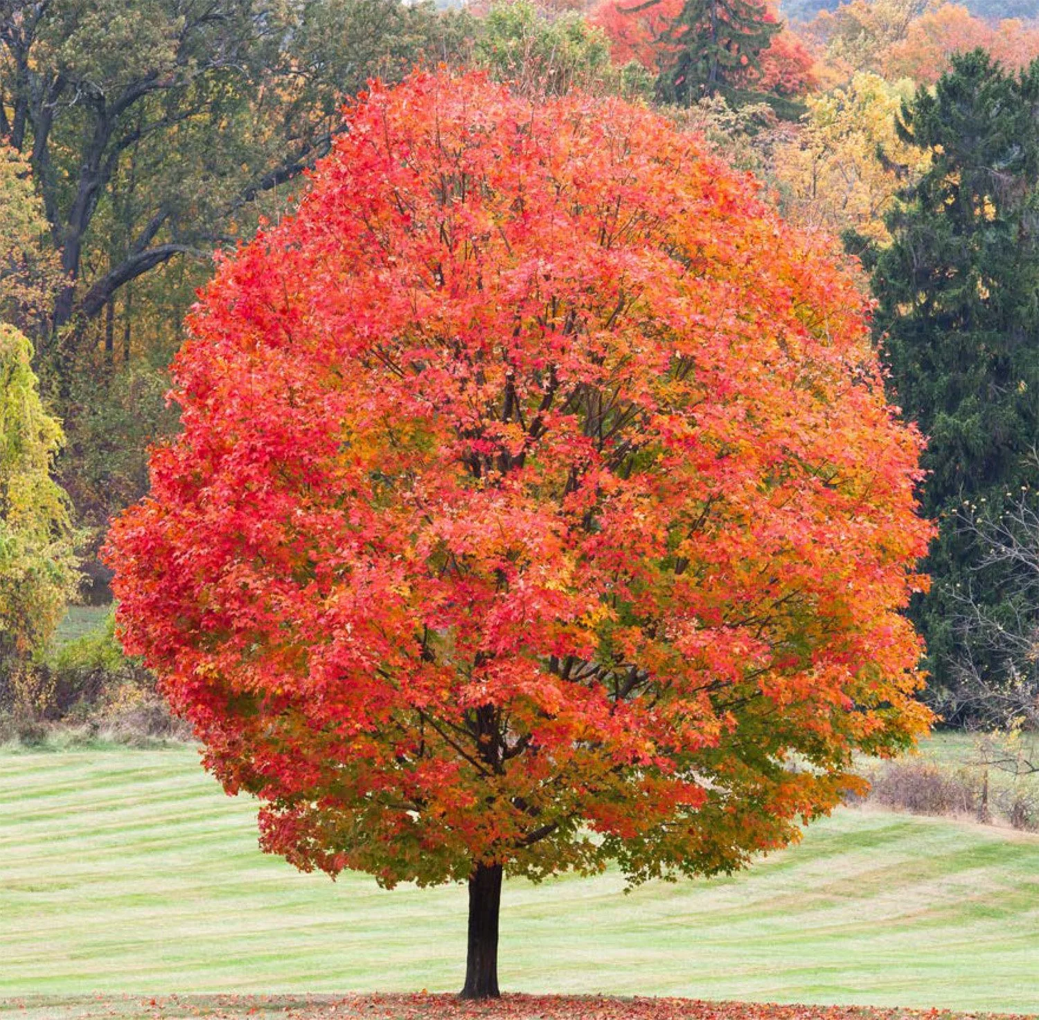 SUGAR MAPLE