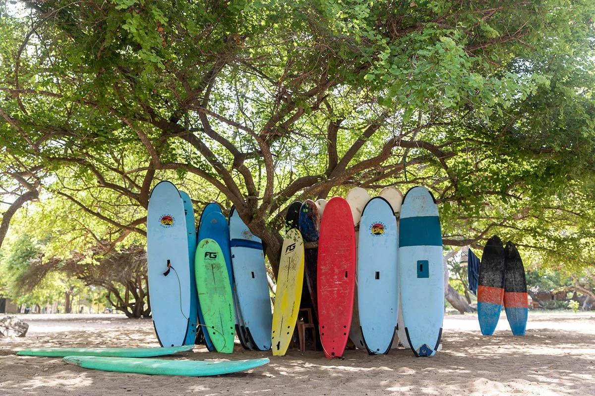 Colourful surfboards lined up under a tree near the beach in Sri Lanka