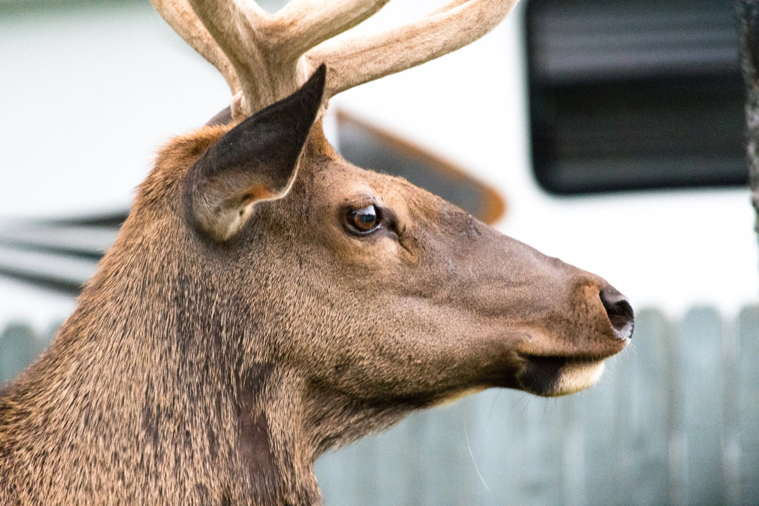 elk close-1.JPG