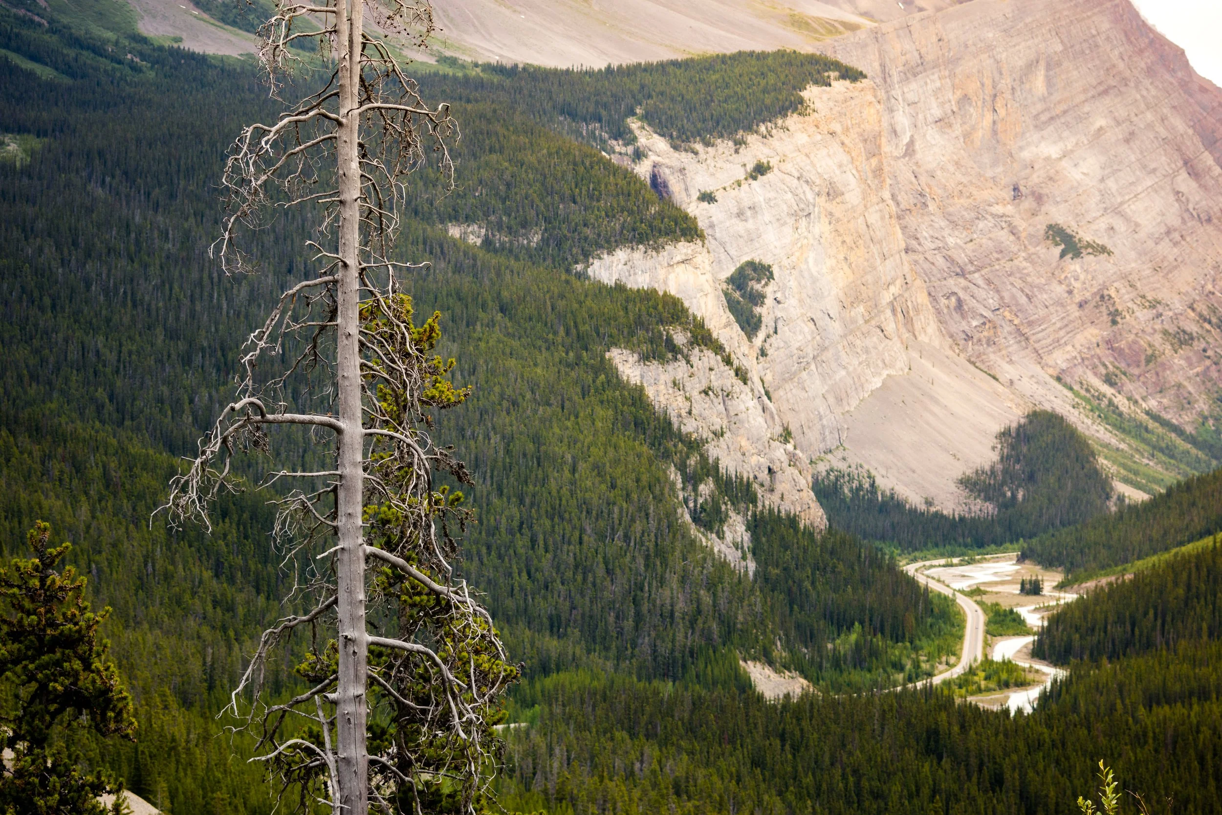 tree view icefield higway-1.JPG
