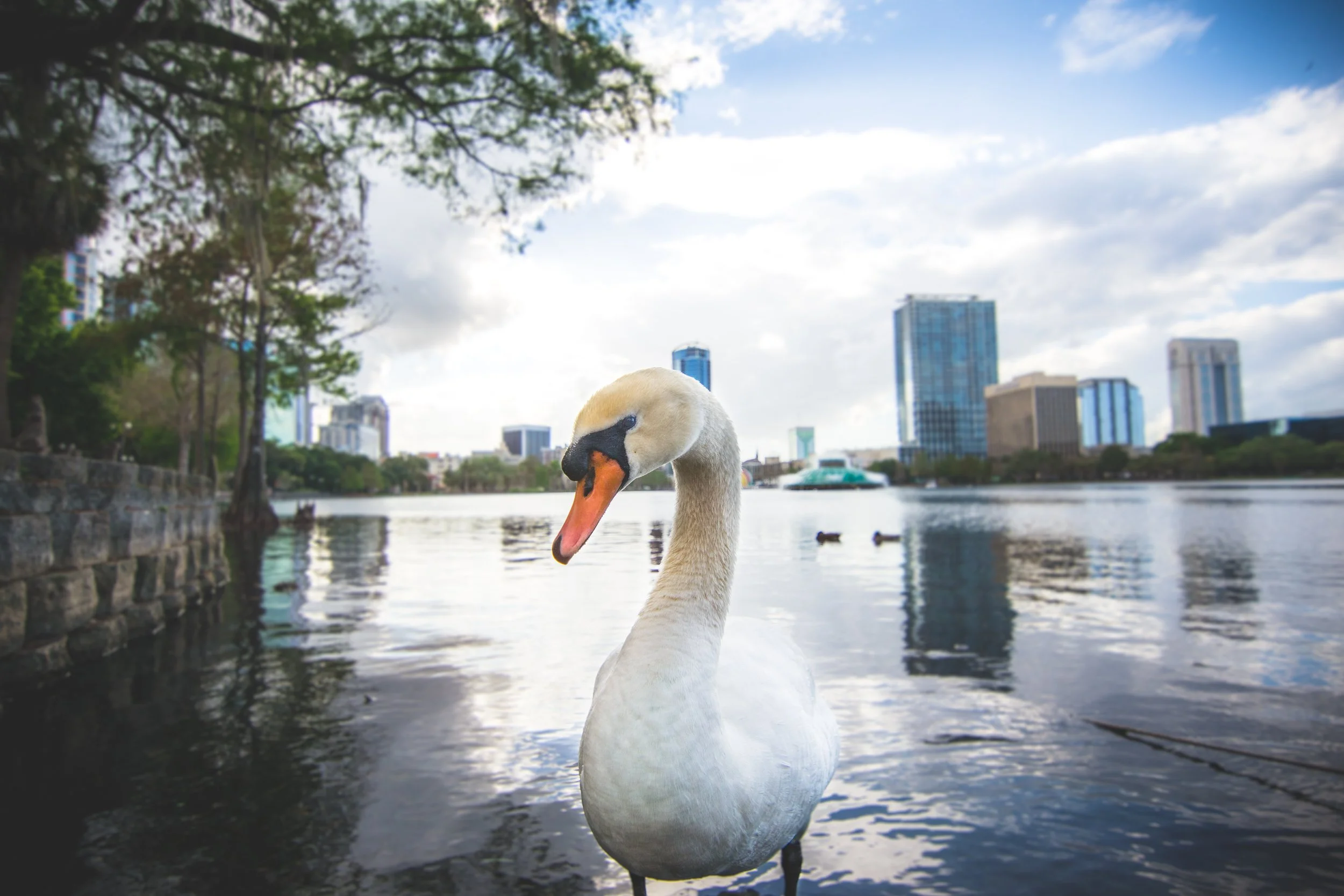 Eola swan close2 3-26-17.JPG