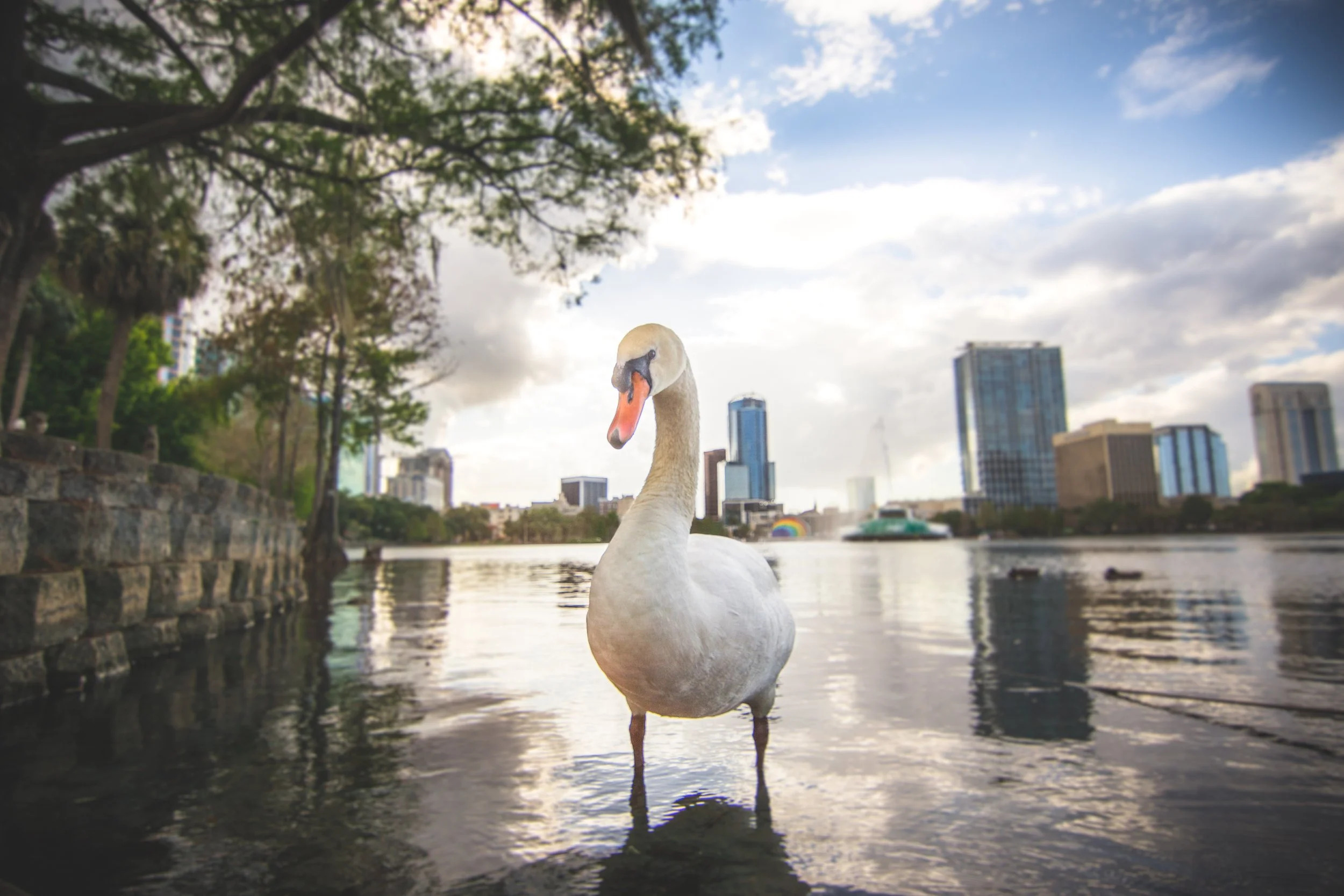 Eola swan close1 3-26-17.JPG