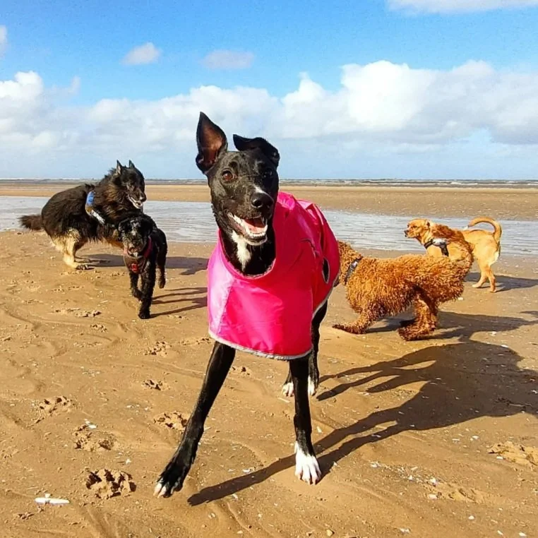 Our Services | Dog Grooming, Dog Walking & Pet Care | The Paws Pack UK ...