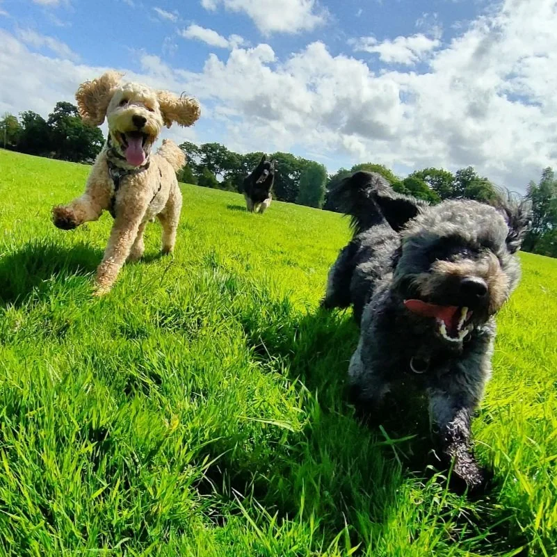 Our Services | Dog Grooming, Dog Walking & Pet Care | The Paws Pack UK ...