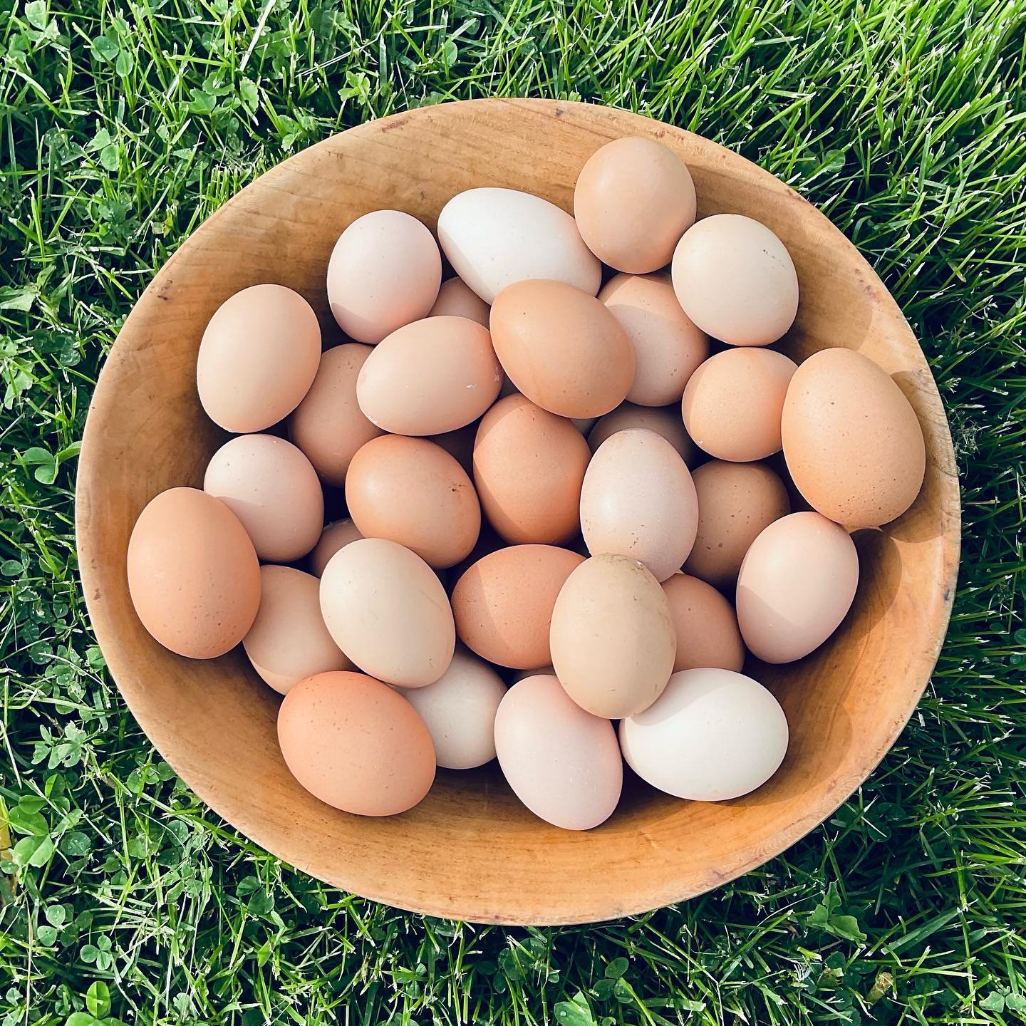 TFW when your little freeloaders finally reward you again for keeping them healthy, safe, and well-fed over the 6 months of Maine winter.

#eggsforbreakfast #chickenkeeping #eggseggseggs