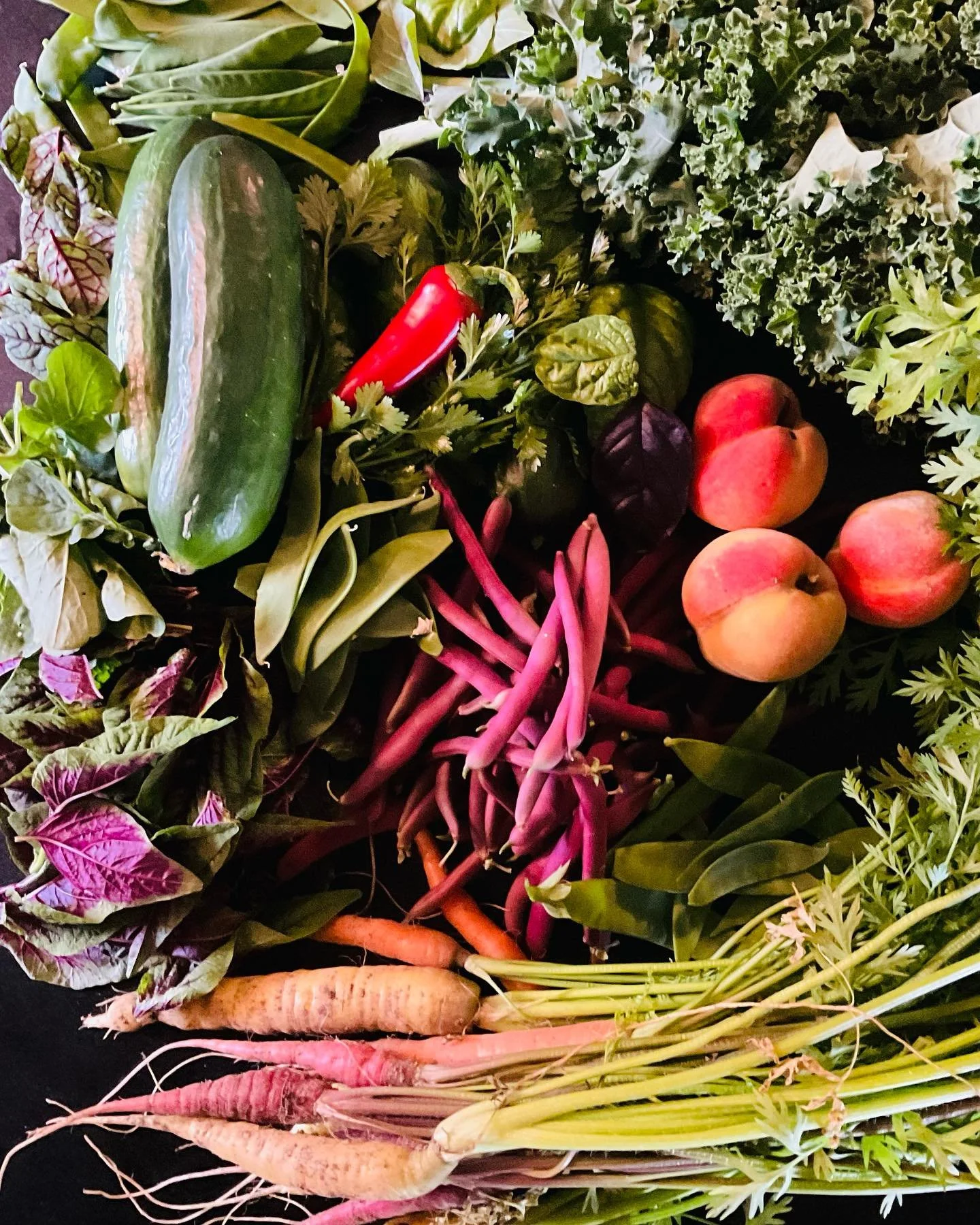 I broke my back in June so that I could eat like this in August.

#worthit #homegardening #augustinmaine