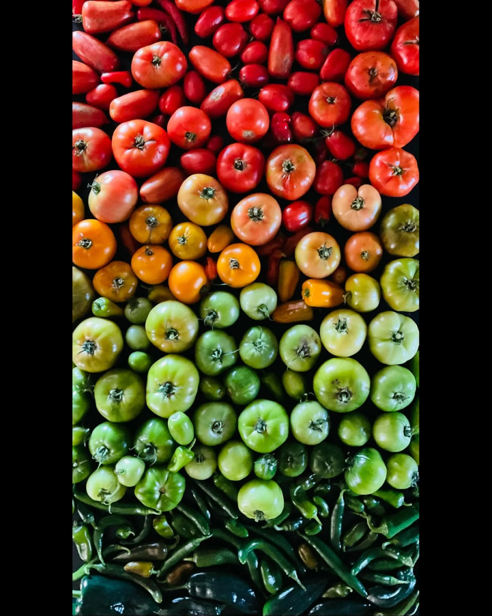 Thought we&rsquo;d make it a few more days, but first frost this week in #midcoastmaine meant bye-bye tomato and pepper plants&hellip;and hellooo kitchen takeover!

If you&rsquo;re looking for me this weekend, I&rsquo;ll be chopping, milling, boiling
