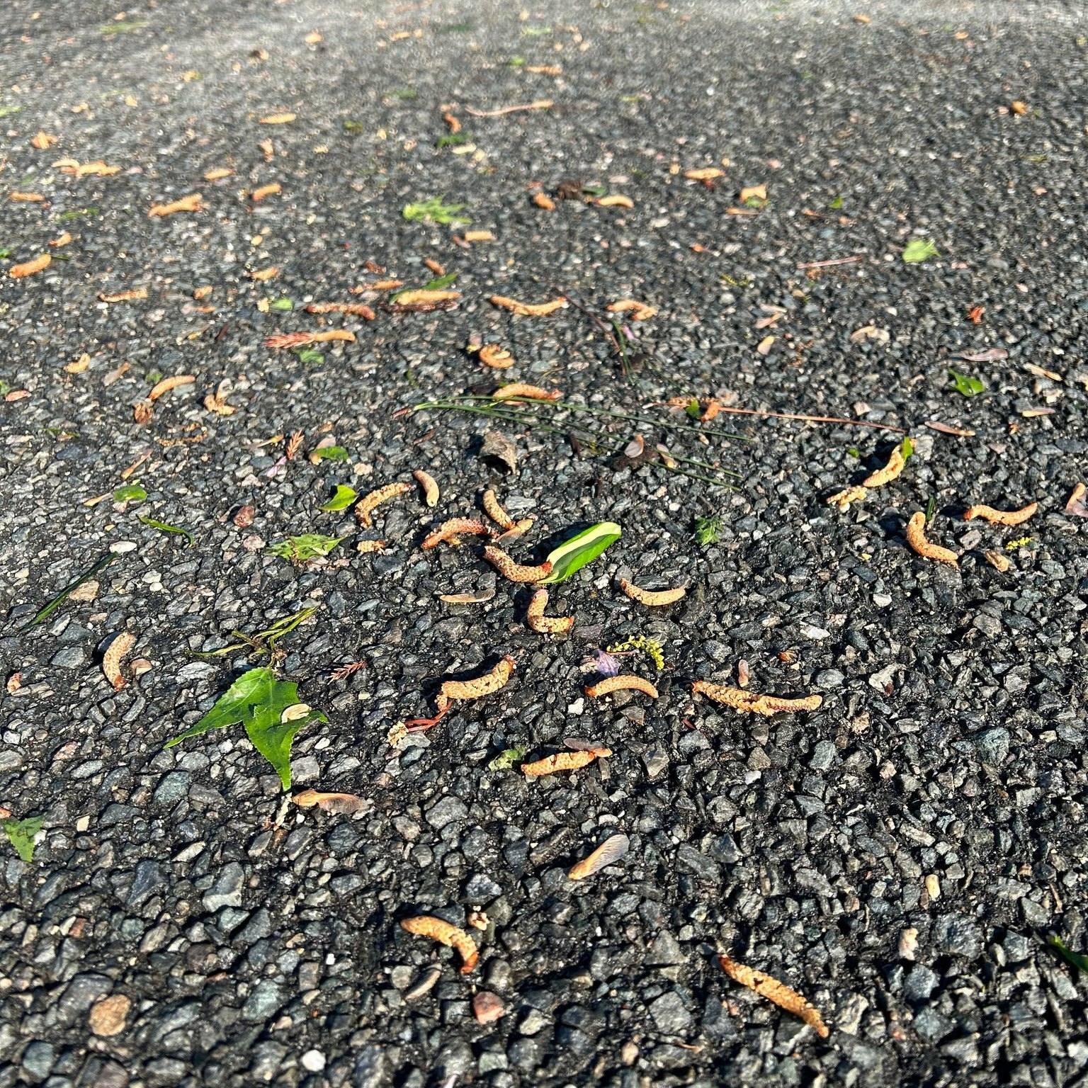It's a lovely day in the Richmond area today, but I am sure a lot of you were hit with the heavy wind and storms we had last night.  A lot of the debris included those pesky, small wormlike pollen things from trees. If you had an influx of these land