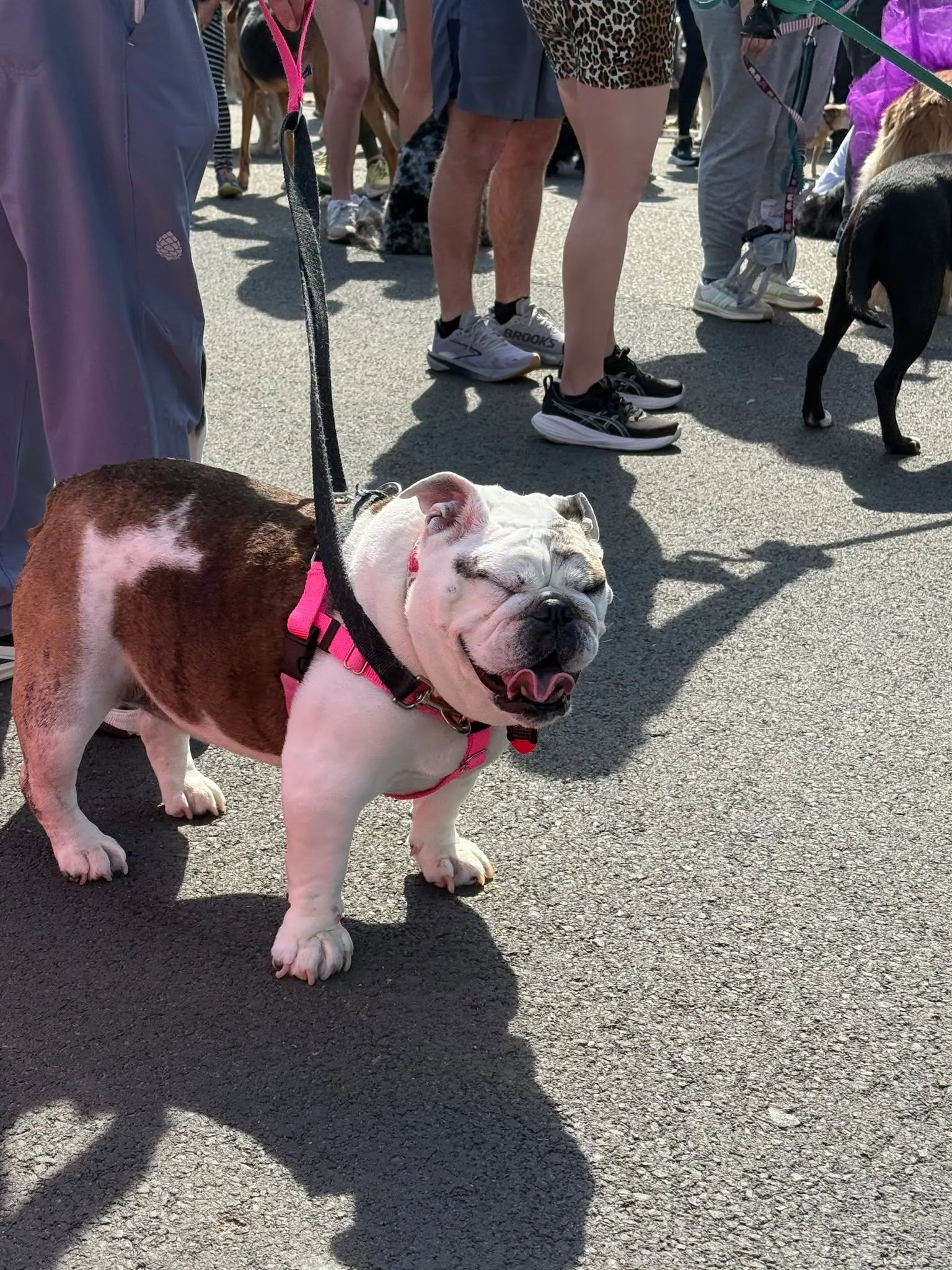 We had an amazing time at the Dog Jog Block Party this year 🐾

A huge thank you to Richmond SPCA  for letting us be part of such a fun and meaningful event. From our booth setup, to all the happy pups (yes, even the one giving us the biggest smile ?