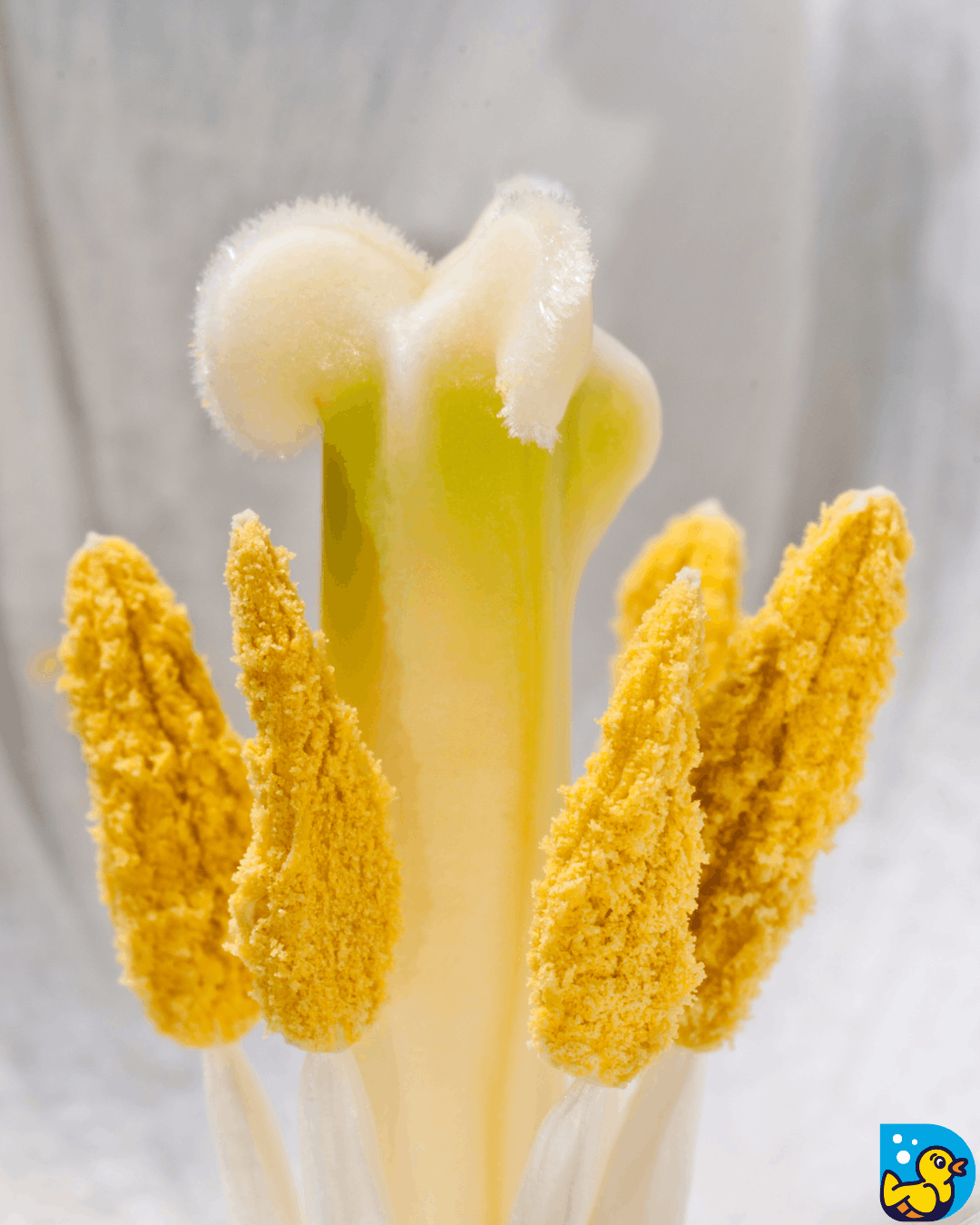 Pollen is Coming: Time to Protect Your Home 