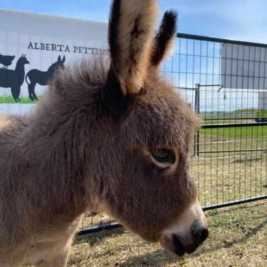 Petting Zoo at Callingwood